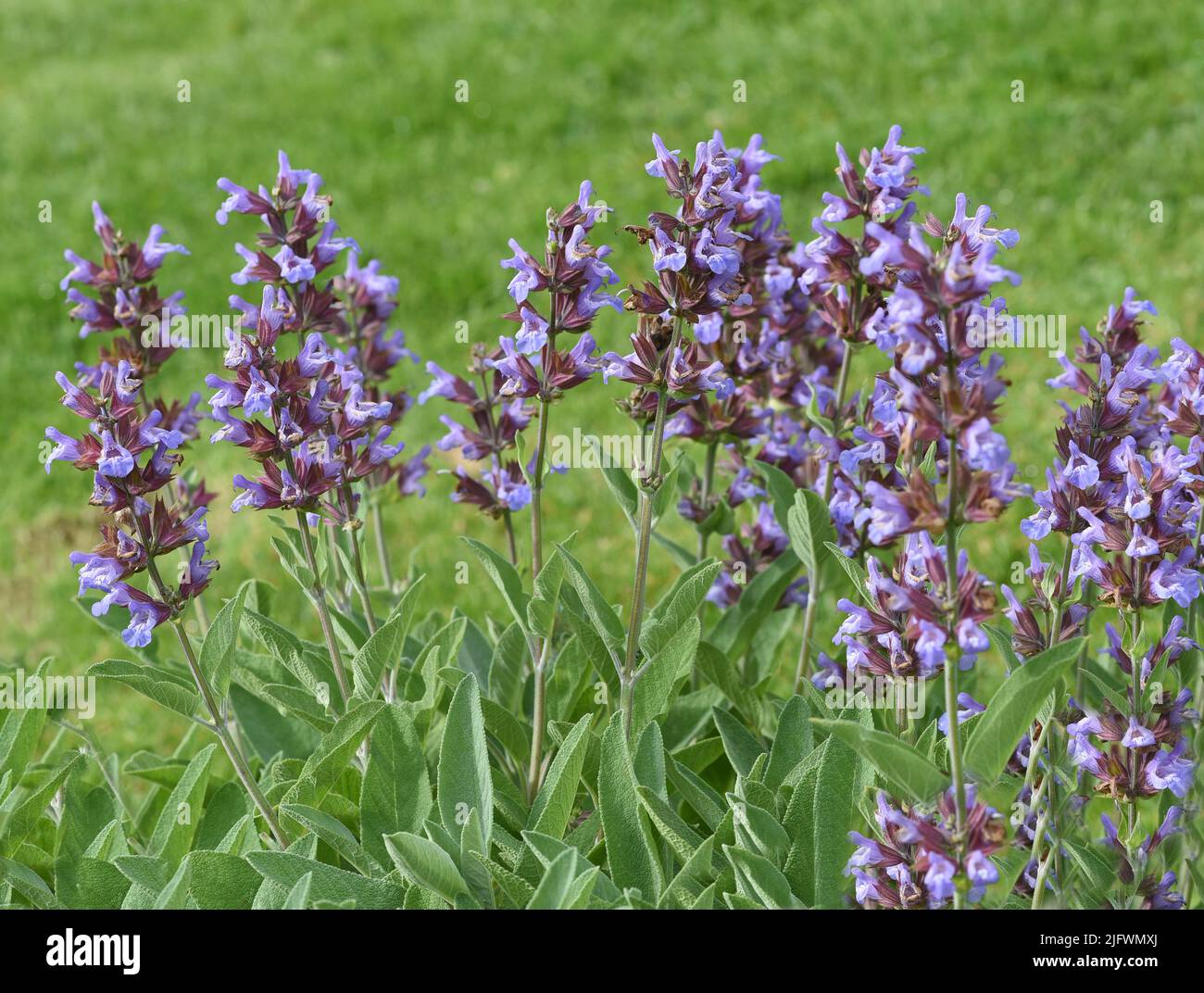 Salbei, Salvia officinalis, ist eine wichtige Heilpflanze und eine Duftpflanze mit blauen Blueten. Sie ist eine schoene Staude und wird auch in der Ku Stock Photo