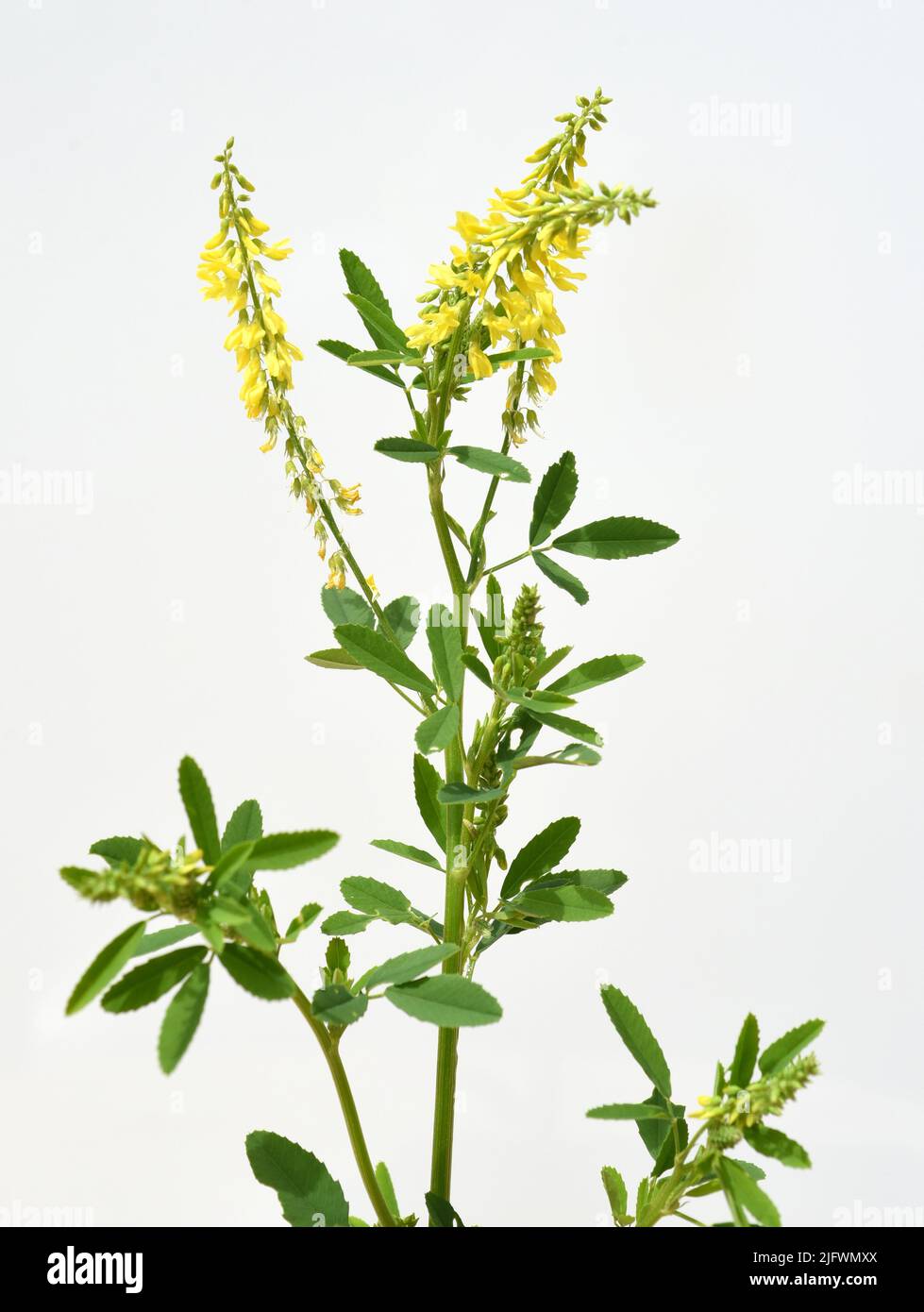 Steinklee, Melilotus officinalis,  ist eine wichtige Heil- und Medizinalpflanze und mit weissen oder gelben Blueten. Sweet clover, Melilotus officinal Stock Photo