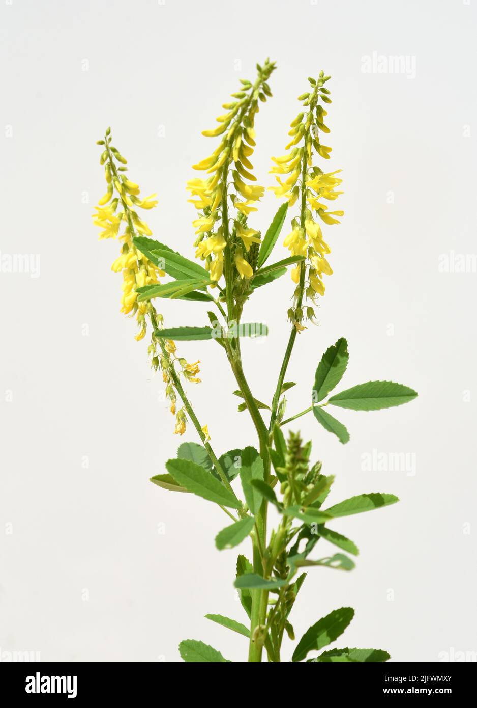 Steinklee, Melilotus officinalis,  ist eine wichtige Heil- und Medizinalpflanze und mit weissen oder gelben Blueten. Sweet clover, Melilotus officinal Stock Photo
