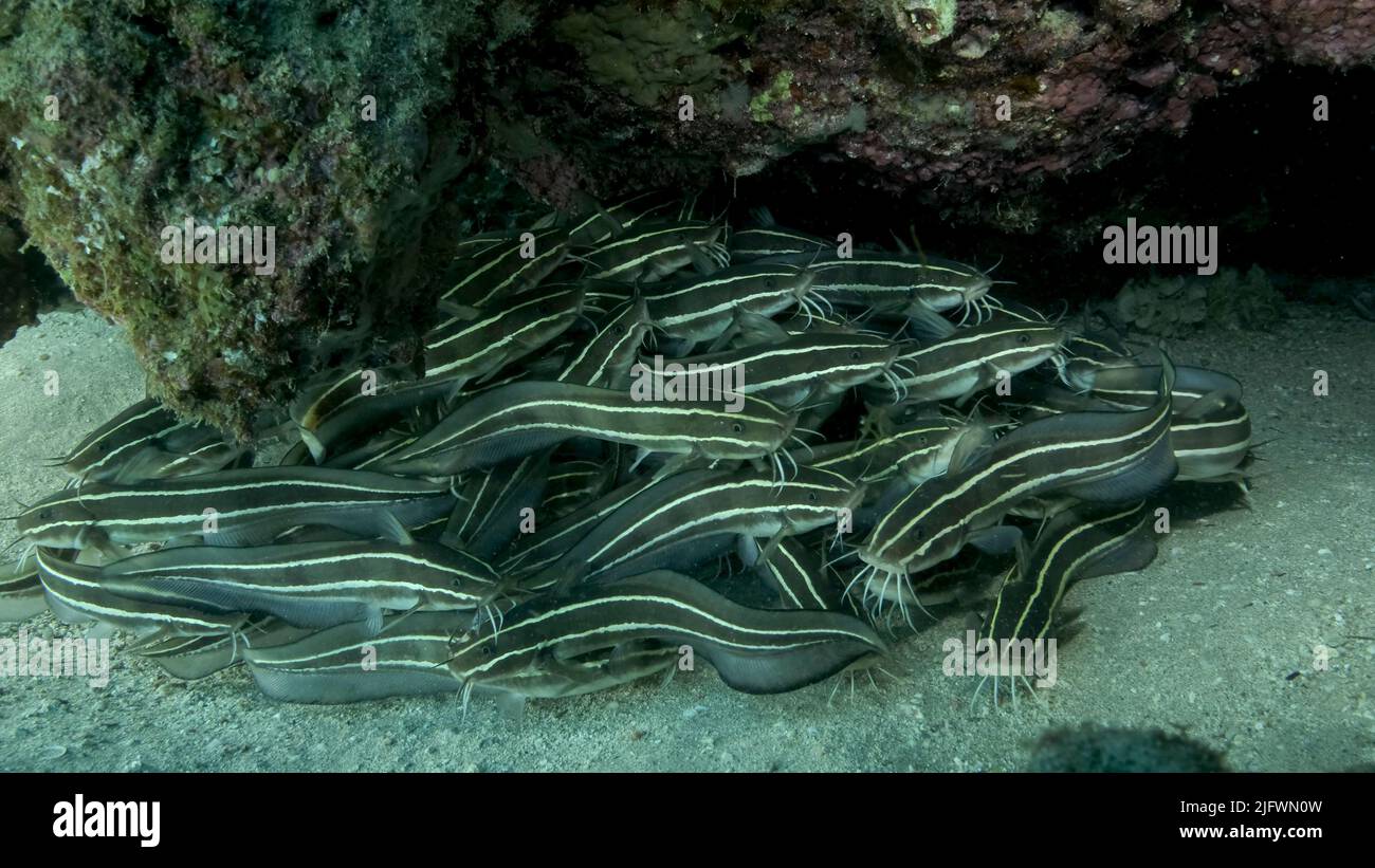 School of Striped Catfish are hiding inside a coral cave. Striped Eel Catfish (Plotosus lineatus), Close-up. Red sea, Egypt Stock Photo