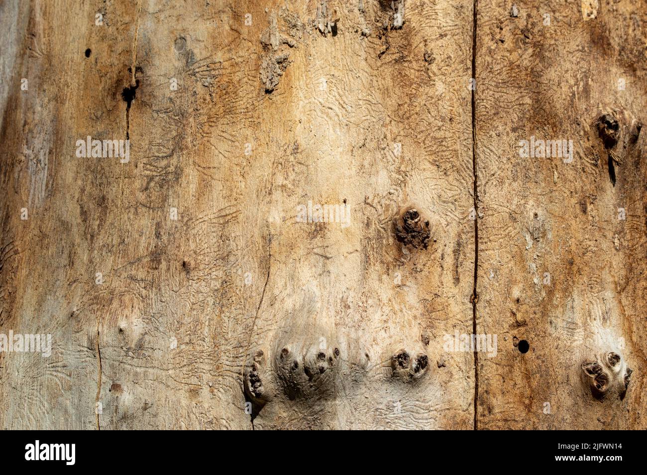 Old tree trunk without bark Stock Photo