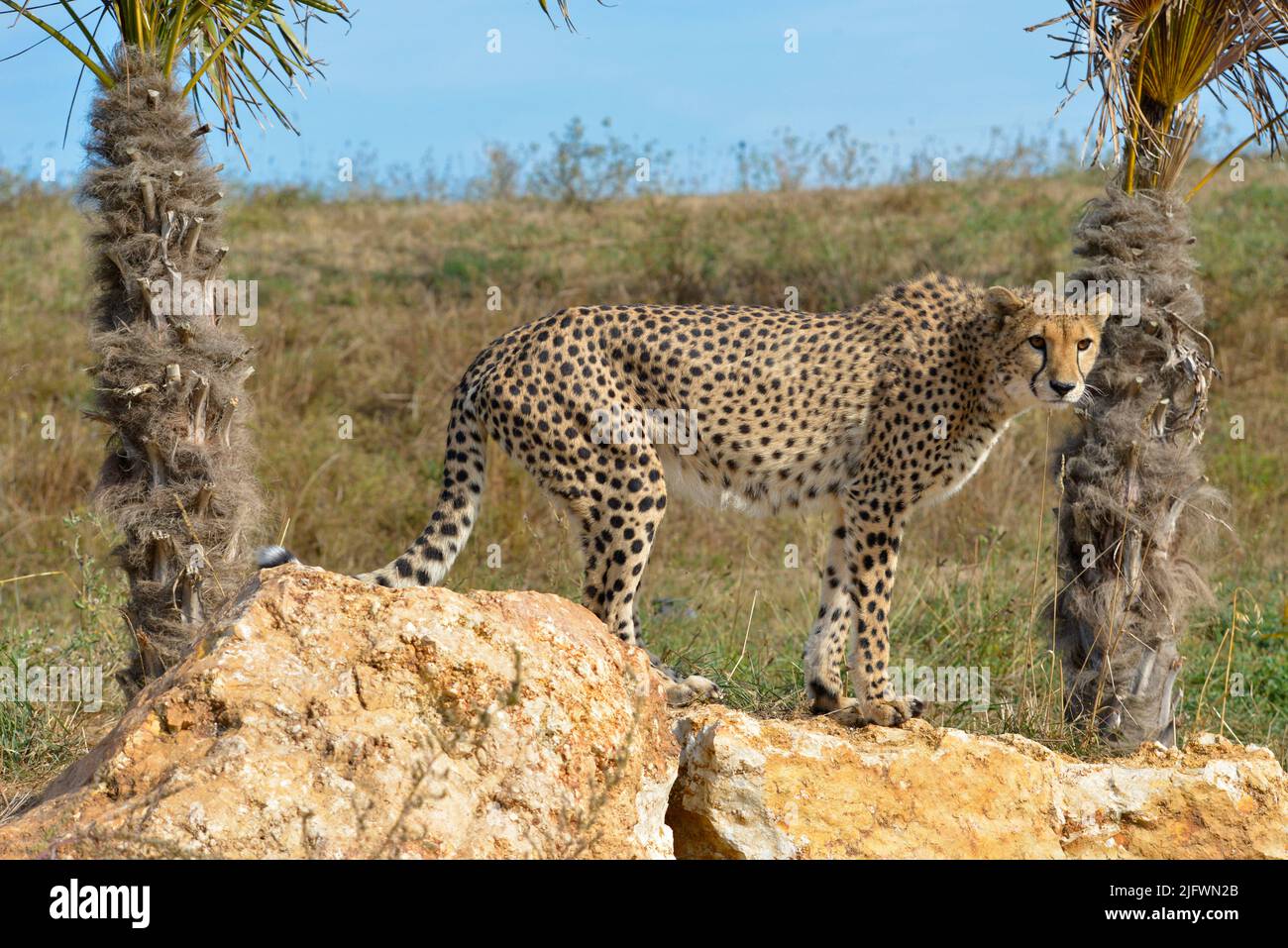 Closeup profile African Cheetah (Acinonyx jubatus) on rock between two palm trees Stock Photo