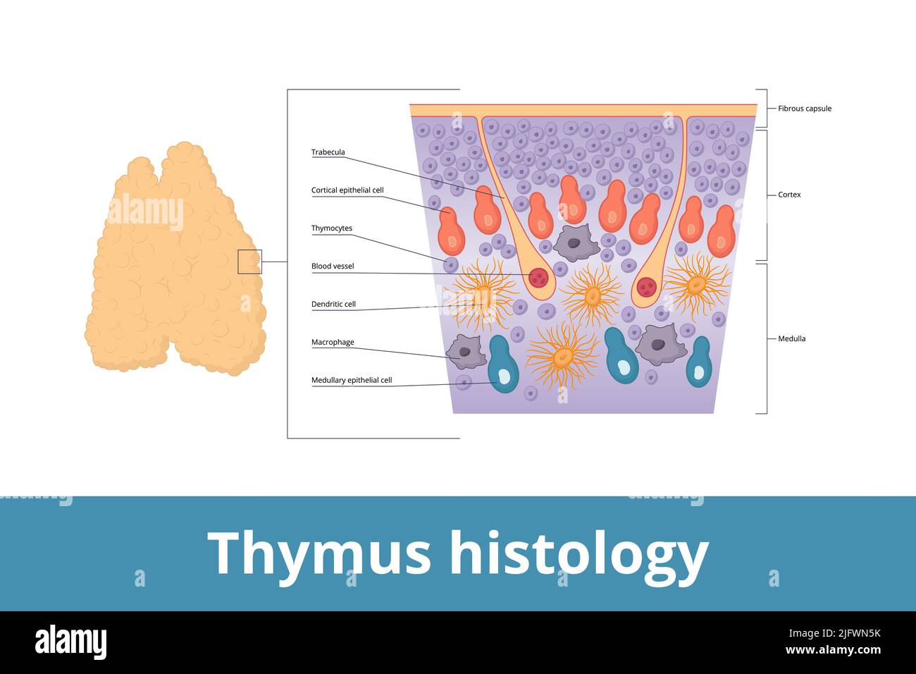 Thymus histology. Visualization of thymus tissue including thymocytes, trabecula, medulla, blood vessels, and cortical epithelial cells. Stock Vector