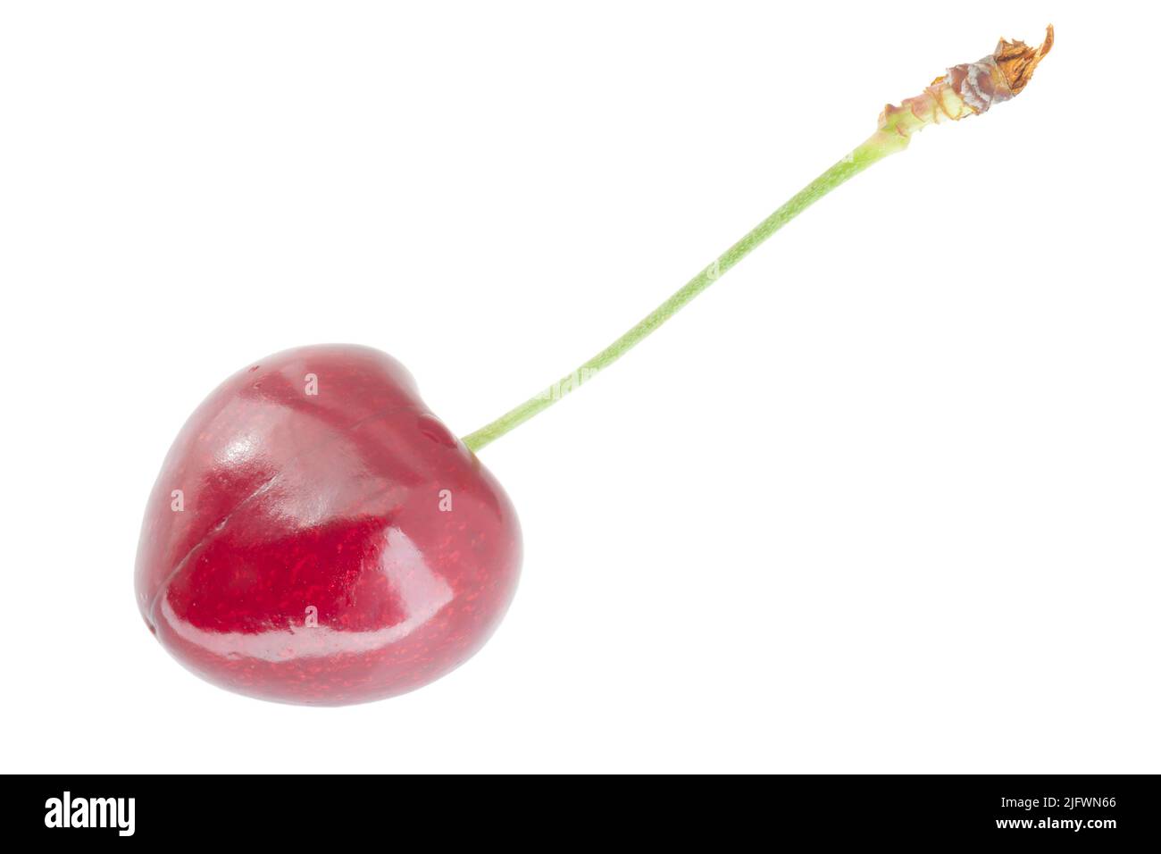close up of wet ripe red cherry isolated on white background Stock ...