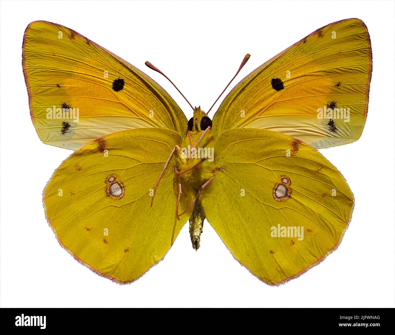 Colias croceus or clouded yellow butterfly (Colias crocea) isolated on white background and seen from below Stock Photo