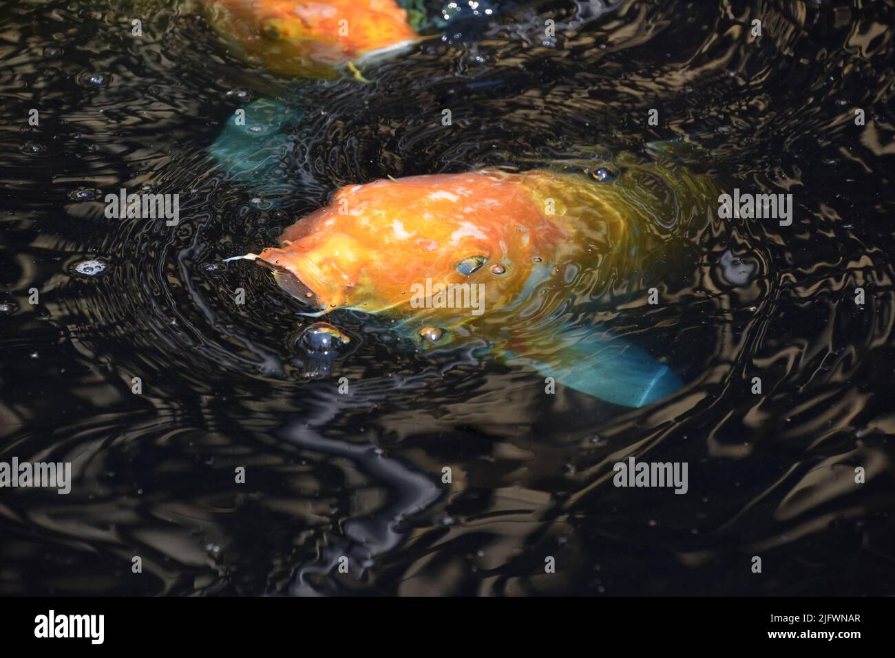 Large orange koi fish with its mouth wide open in the water Stock Photo ...