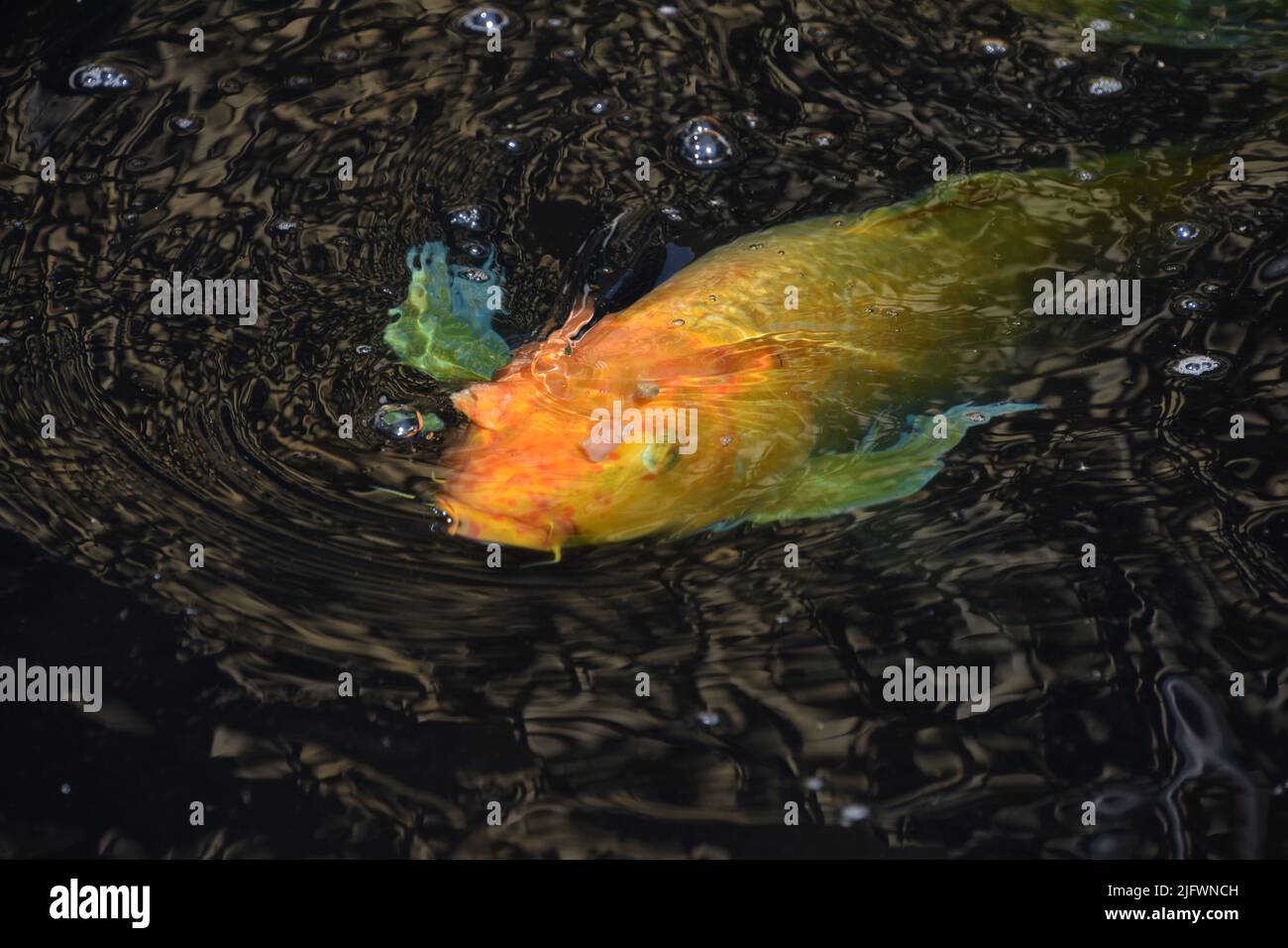 Japanese zen fish pond with a swimming orange koi fish blowing bubbles