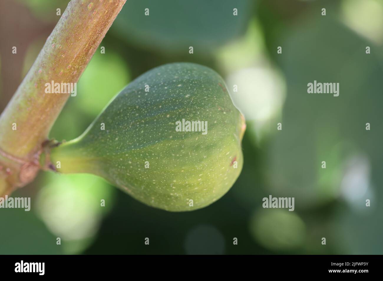 green fig on a tree branch Stock Photo Alamy