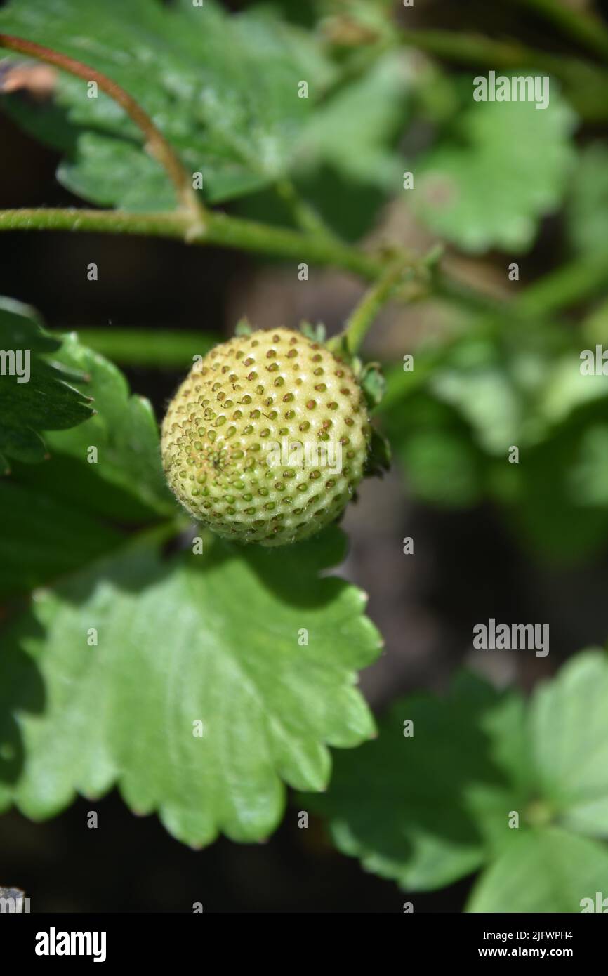 Lush green strawberry plant growing in an organic garden Stock Photo ...
