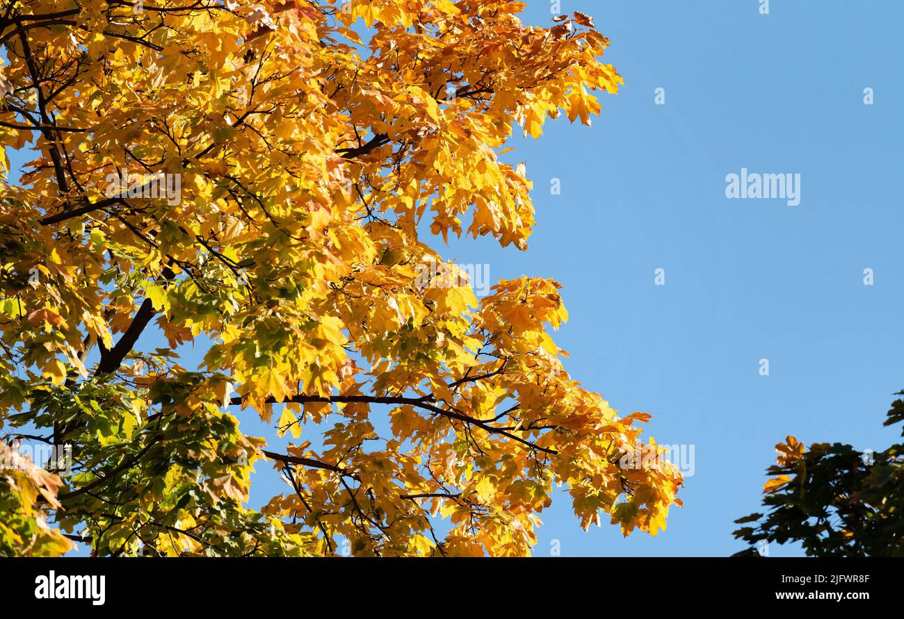 Yellow leaves on the tree. Autumn in nature. Tree branches with yellow ...