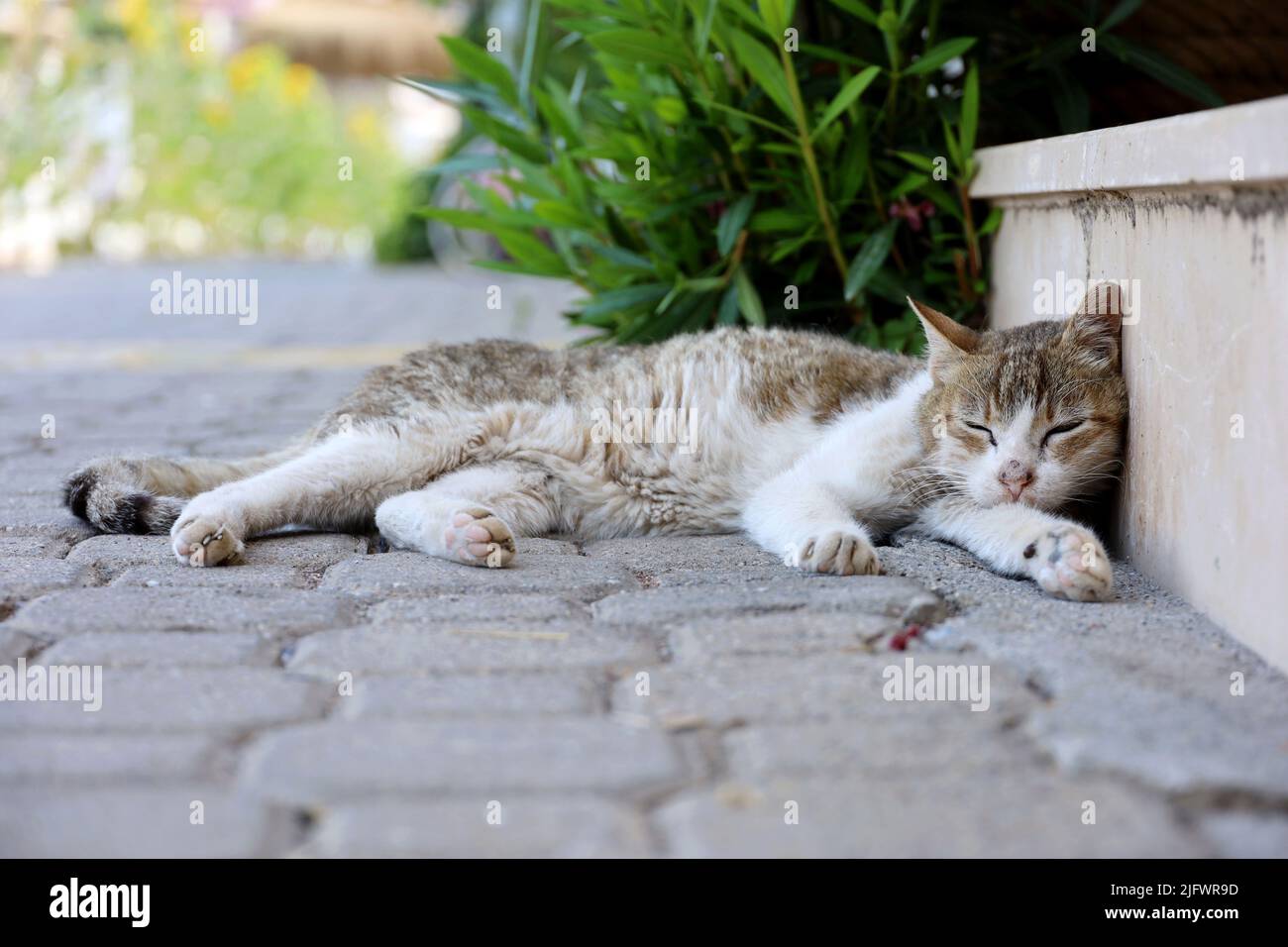 Tabby cat sleeps lying the town street. Warmed up pet, relaxation at hot weather in summer Stock Photo