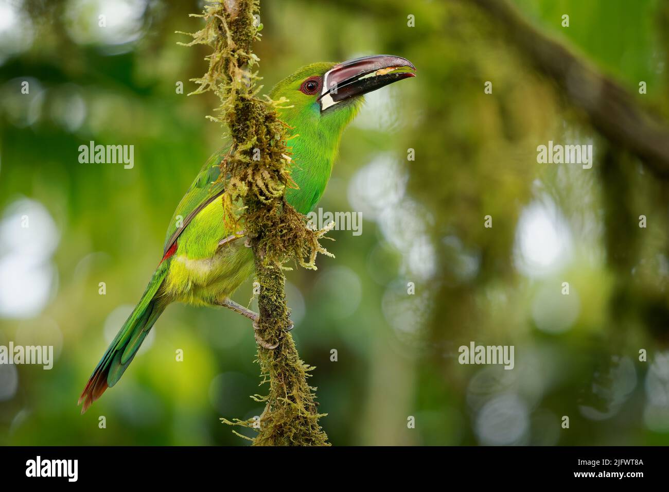 Crimson-rumped Toucanet - Aulacorhynchus haematopygus  bird in Ramphastidae found in humid Andean forests in Ecuador, Colombia and Venezuela, green pl Stock Photo