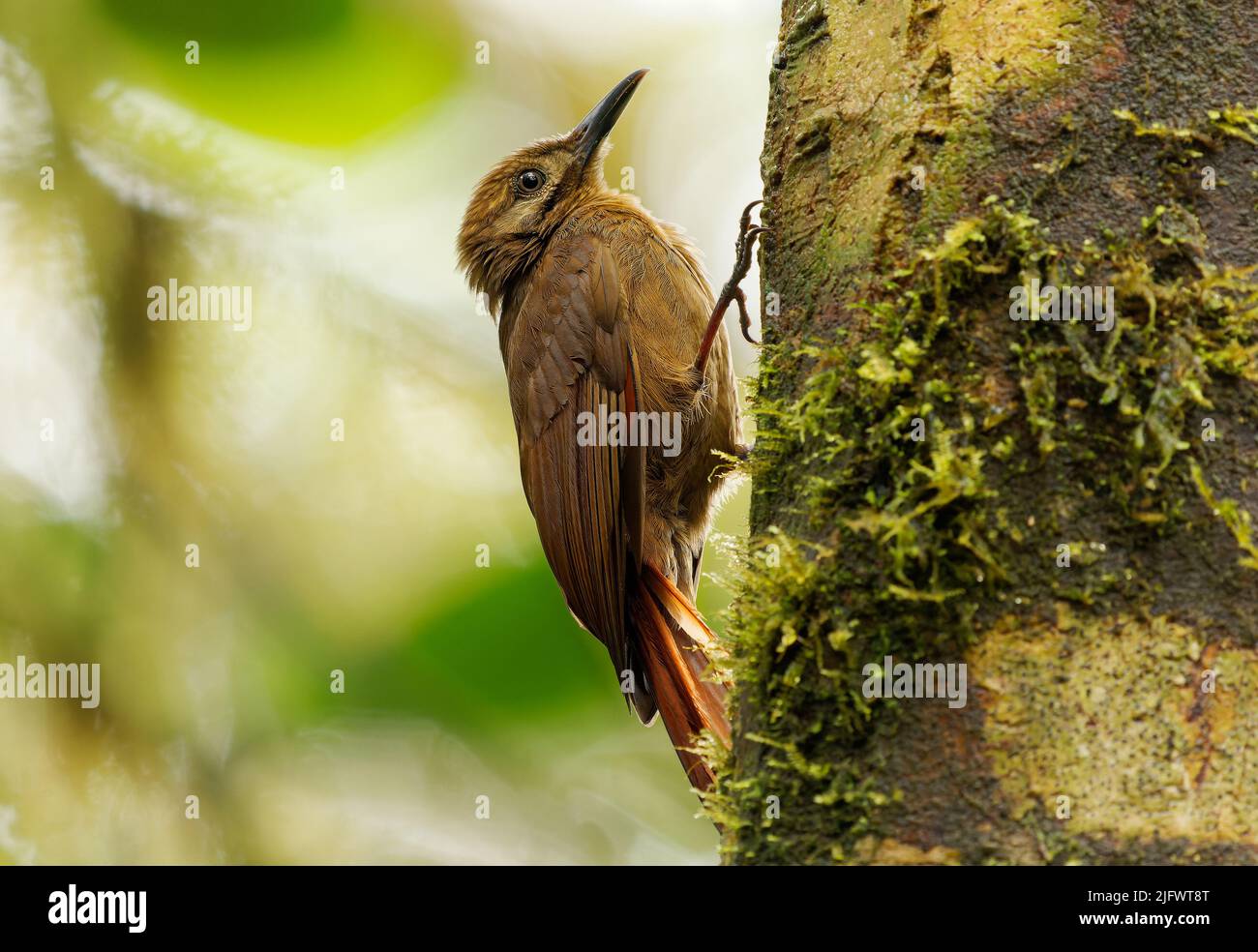 Plain-brown Woodcreeper - Dendrocincla fuliginosa   sub-oscine passerine bird, breeds from Honduras through South America to northern Argentina, and i Stock Photo