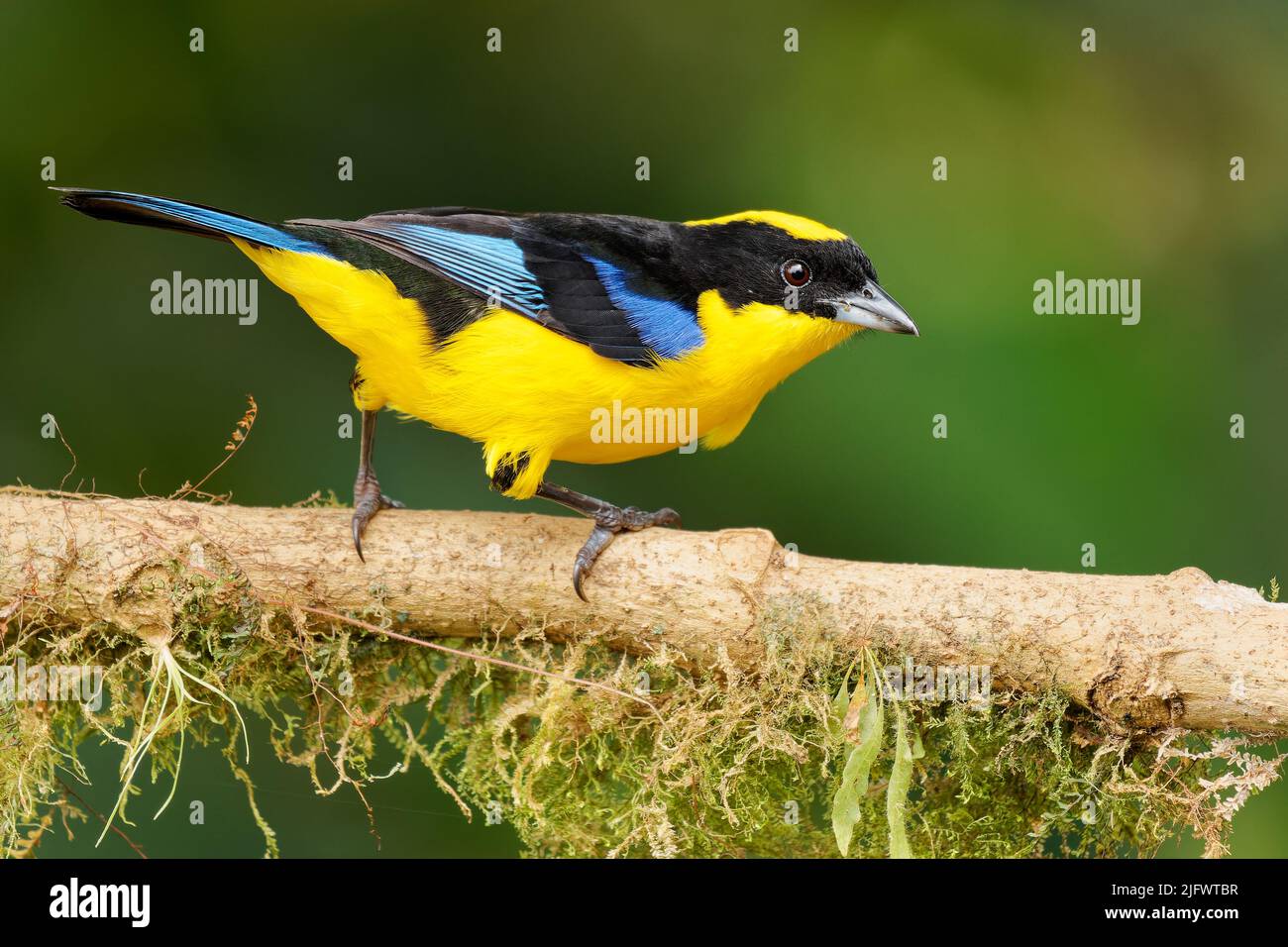 Blue-shouldered or Blue-winged Mountain-tanager - Anisognathus somptuosus yellow bird in Thraupidae, highland forest and woodland in the Andes of Boli Stock Photo