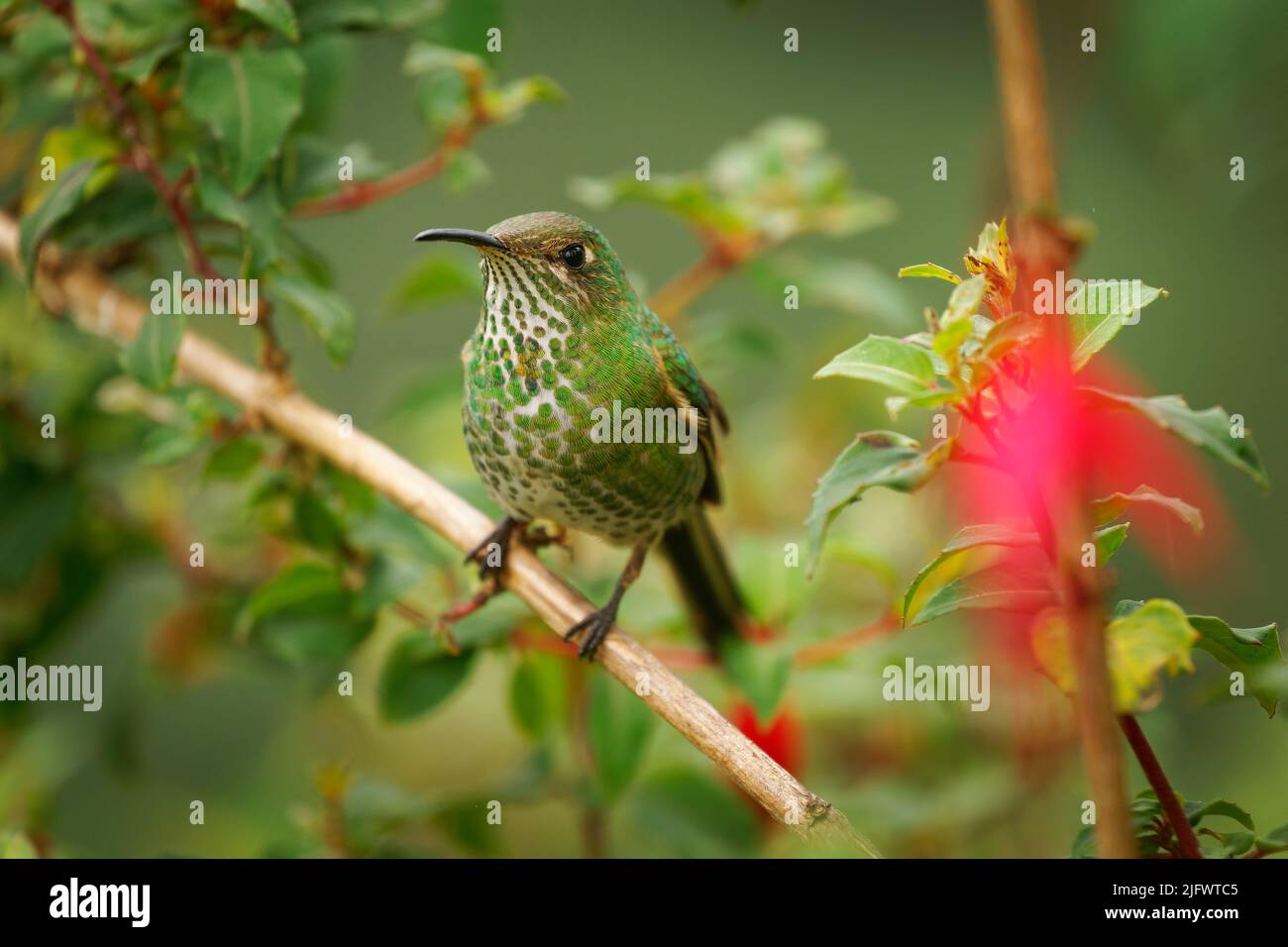 Cotopaxi fauna hi-res stock photography and images - Alamy
