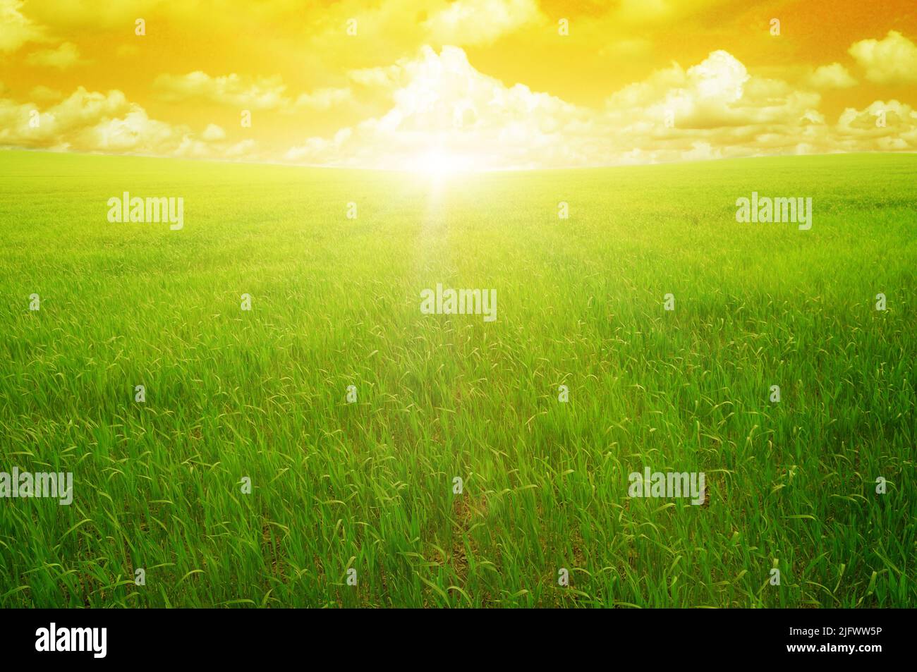 sunset on a spring field Stock Photo