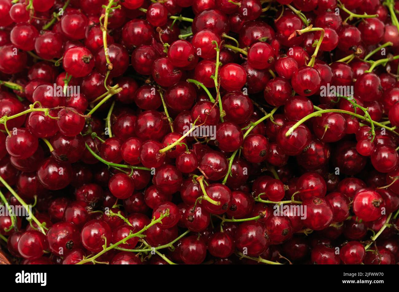 red currant background Stock Photo