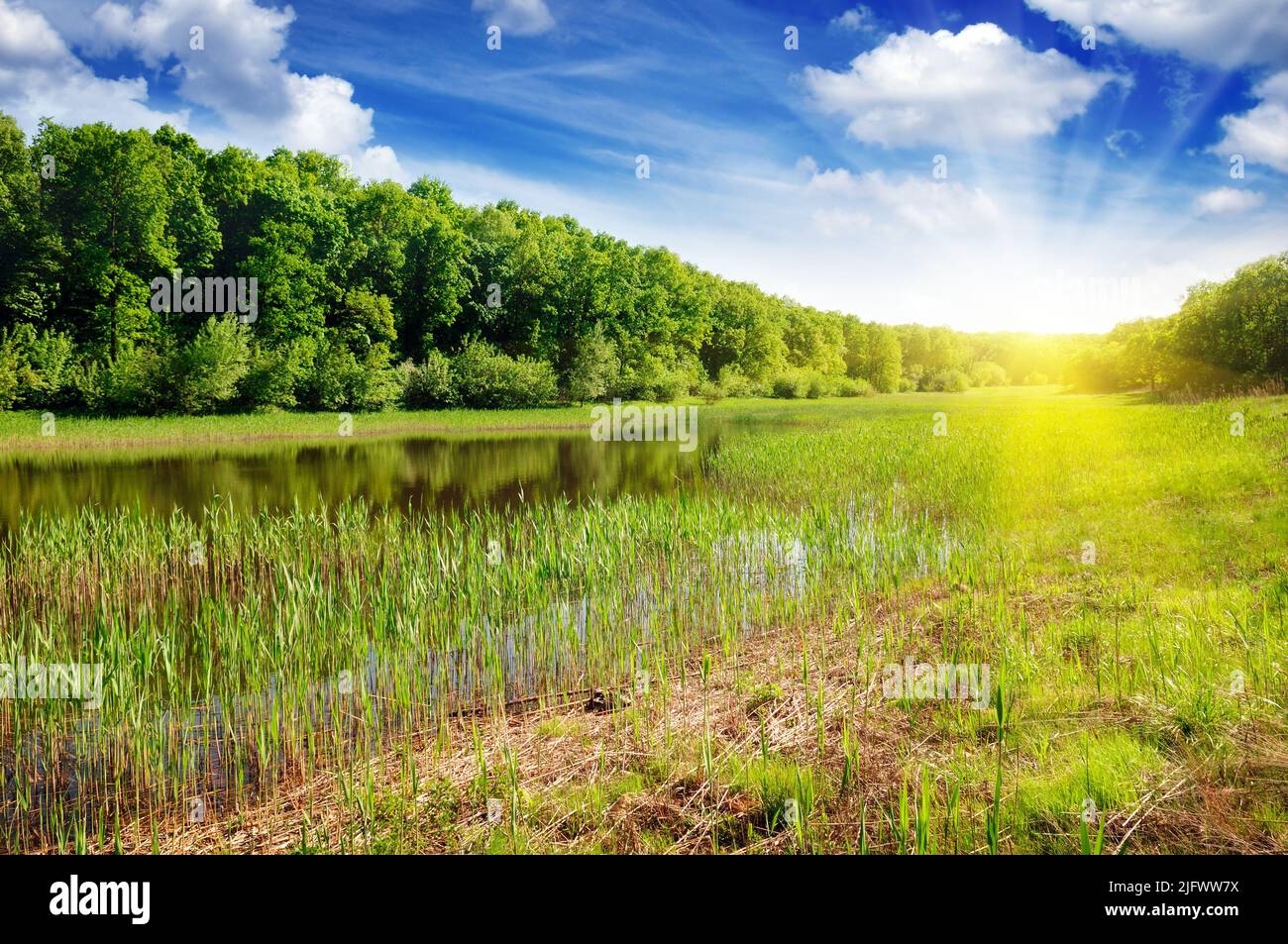 Forest lake in the rays of dawn Stock Photo