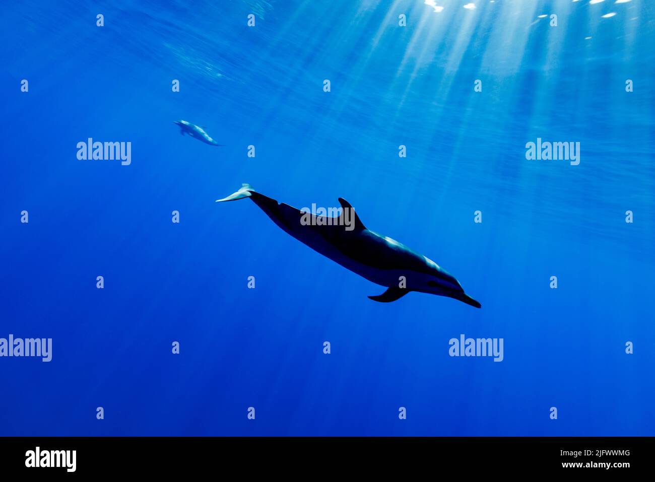 Light rays pour through the surface of open ocean with pantropical spotted dolphins, Stenella attenuata, Hawaii, Pacific Ocean, United States. Stock Photo