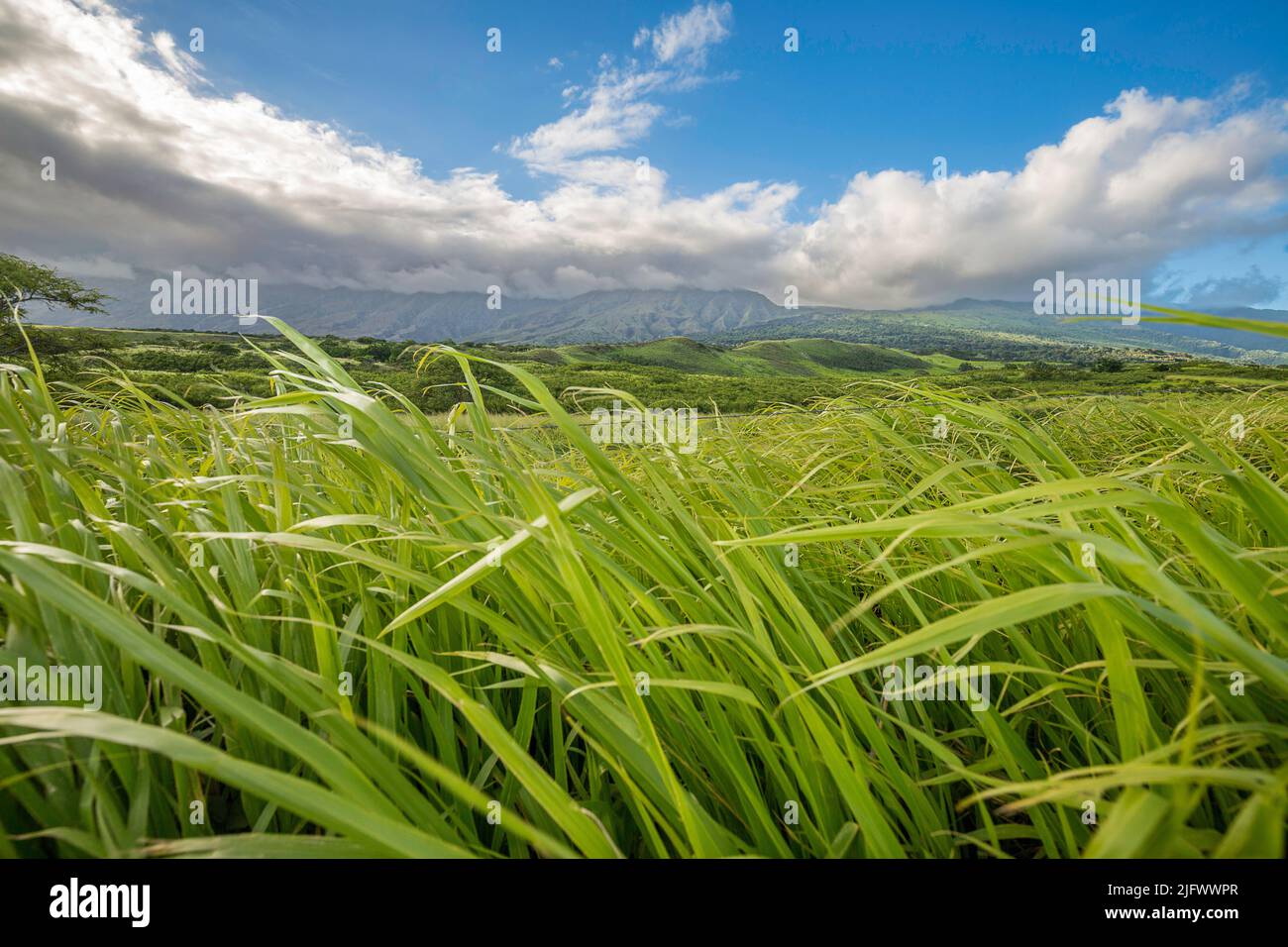 A view through tall grass of Kaupo Gap, on the southeast side of Haleakala National Park on Maui, Hawaii. Stock Photo