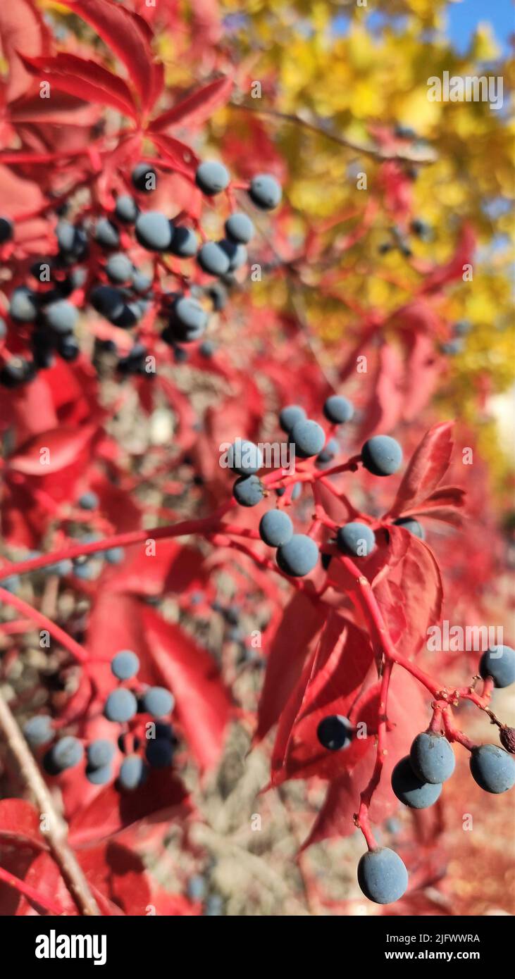 Virginia creeper, Victoria creeper (Parthenocissus quinquefolia) on