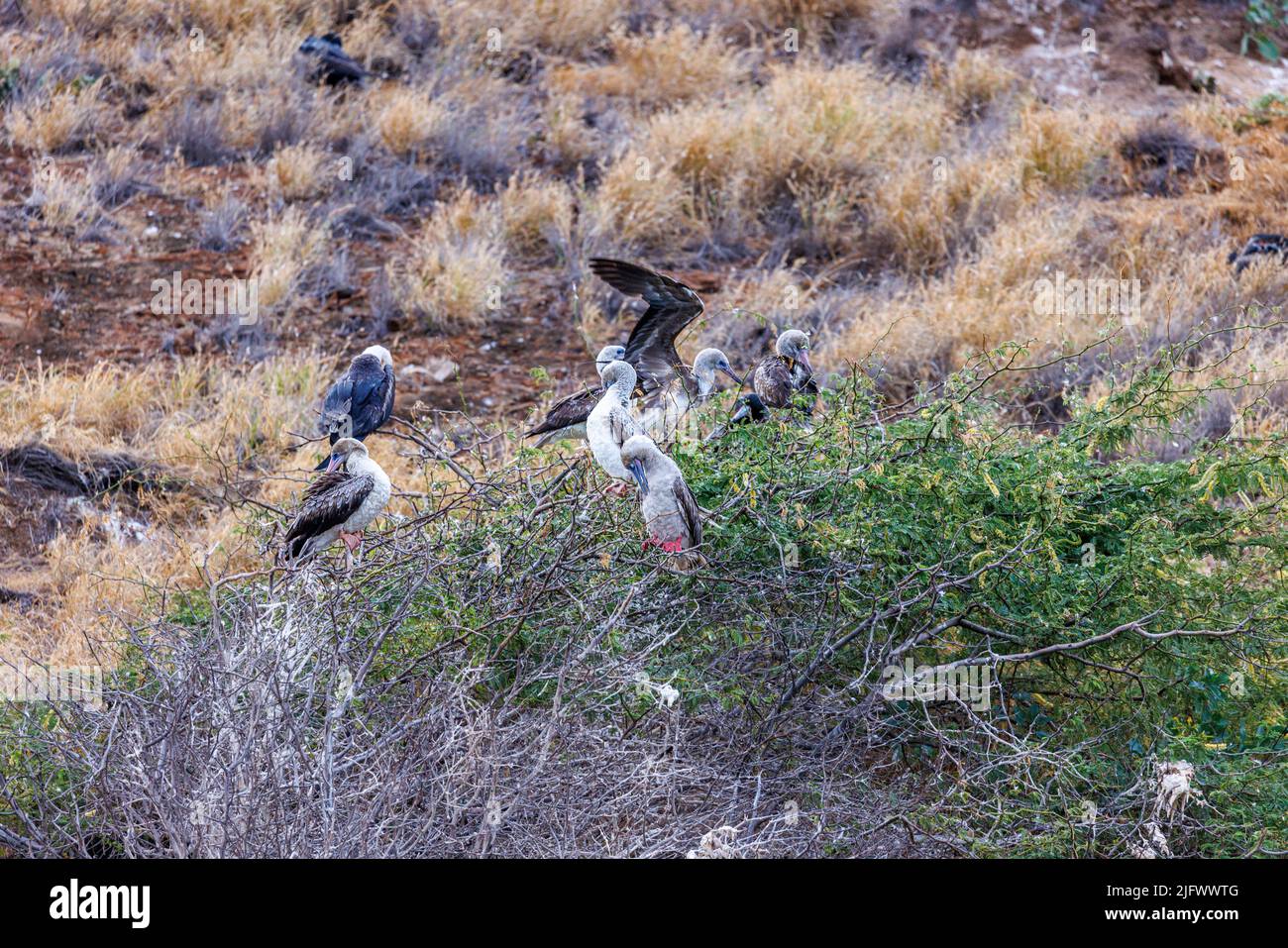 Red-footed Boobies, Sula sula rubripes, on Molokini Marine Preserve, Maui, Hawaii. This species was spotted for the first time here in the 2019. Stock Photo