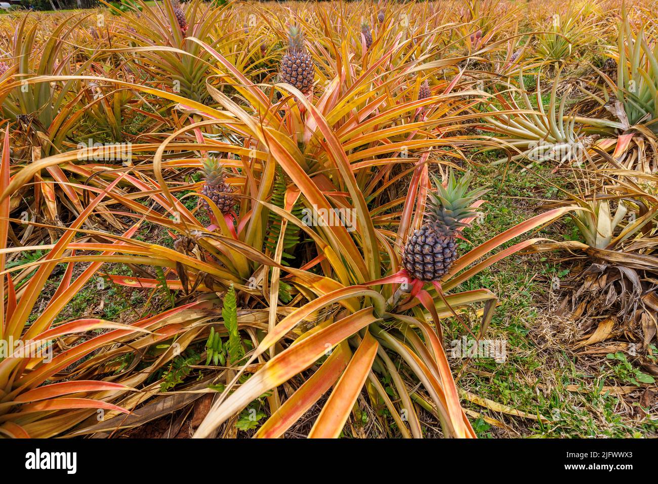 A view of pineapple, Ananas comosus, in a field on Maui, Hawaii, USA. Stock Photo