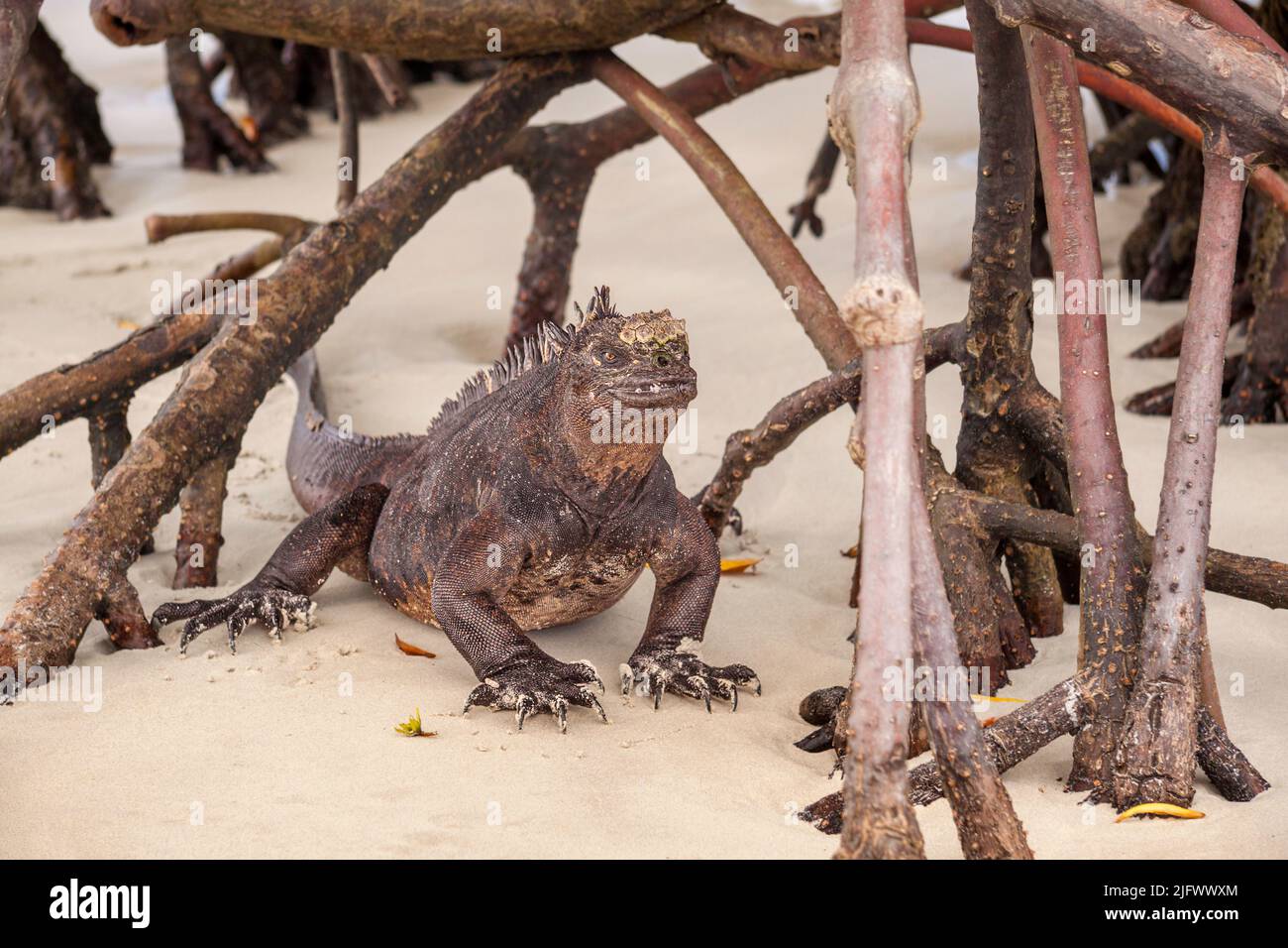 This marine iguana, Amblyrhynchus cristatus, was photographed shortly after imerging from the ocean through the mangroves after a morning of feeding u Stock Photo