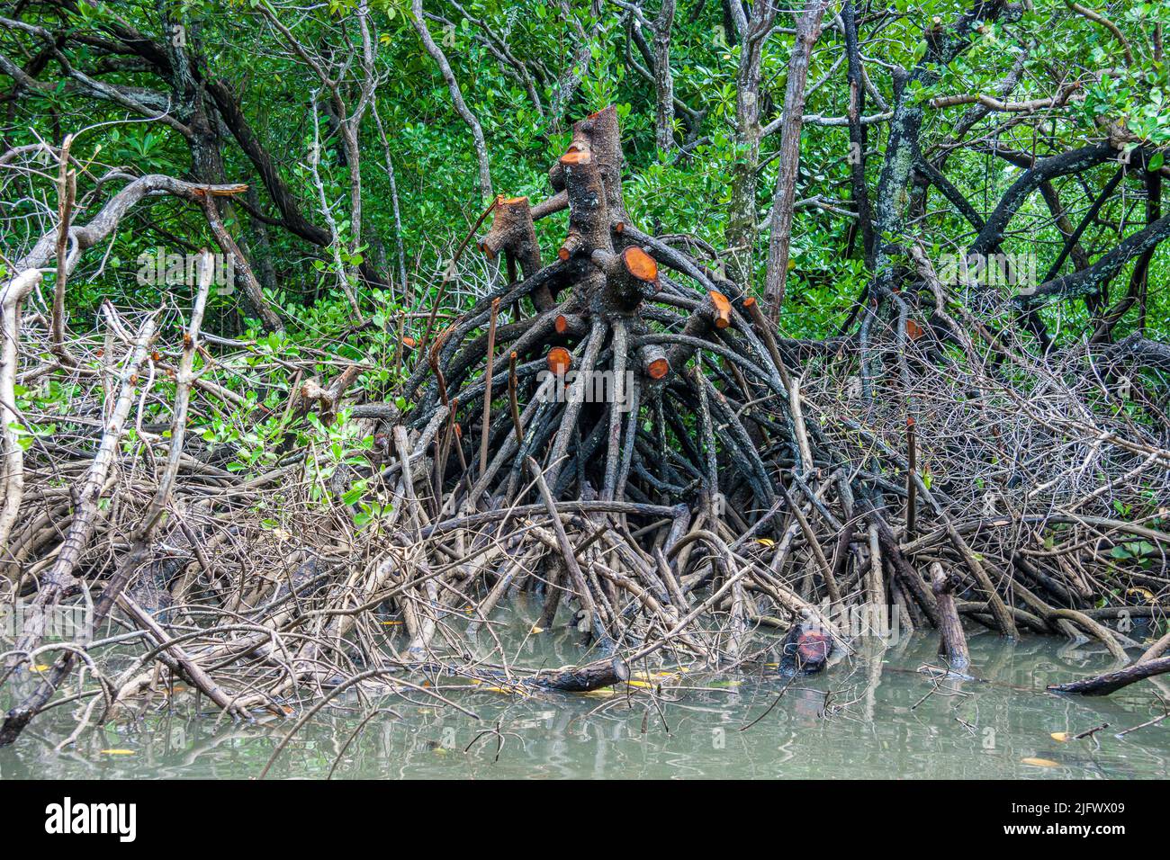 A view of mangrove trees cut with a chainsaw off the island of Yap, Micronesia. Stock Photo