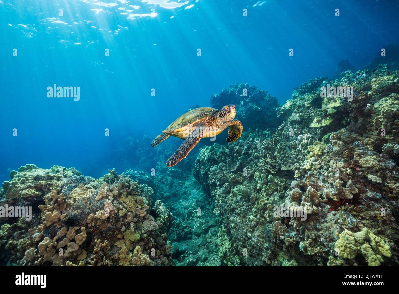 A green sea turtle, Chelonia mydas, an endangered species, glides over a reef off the island of Maui, Hawaii. Stock Photo