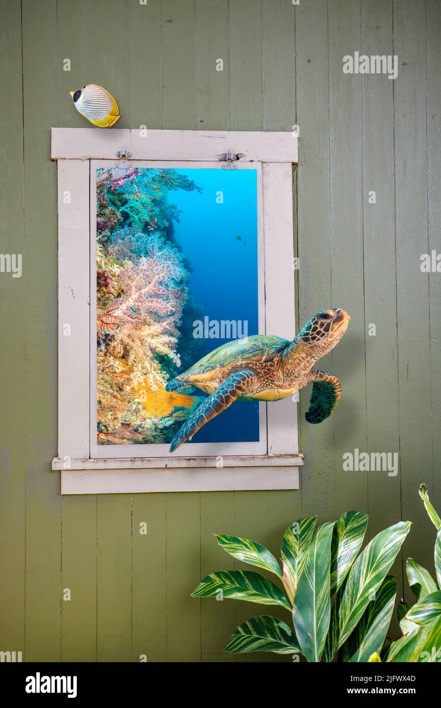 Artistic fantasy image of a green sea turtle, Chelonia mydas, swimming out of a country window. Stock Photo