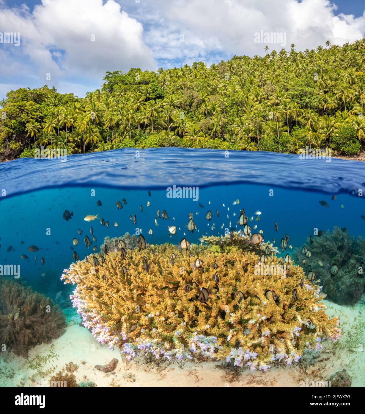 A split scene with a shallow hard coral reef and schooling fish below and a palm tree covered tropical island above, Philippines. Stock Photo