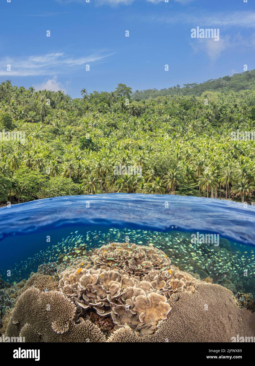 A split scene with a shallow hard coral reef below and palm tree laden island above, Philippines. Stock Photo