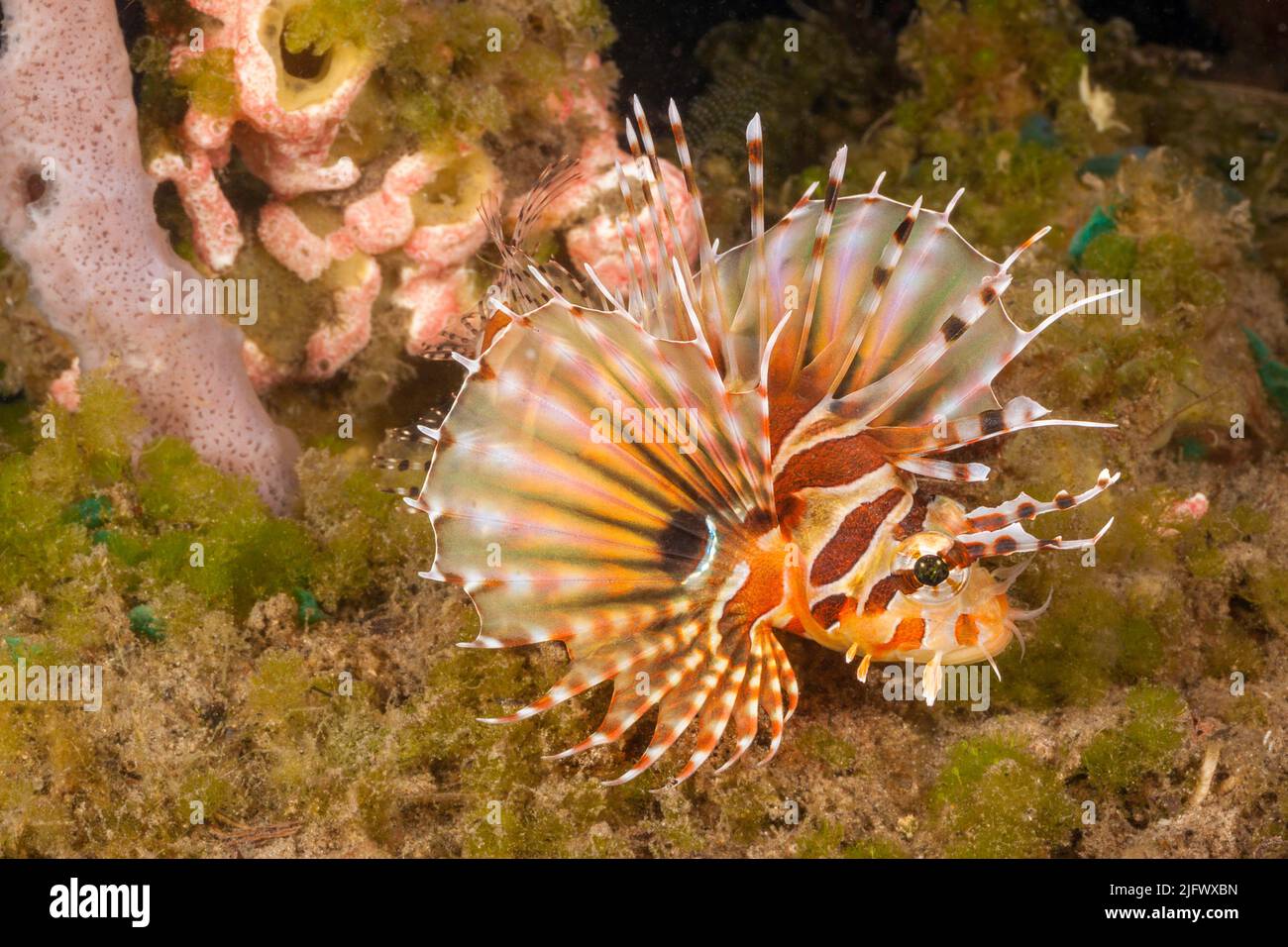 A close look at a zebra lionfish, Dendrochirus zebra, in the Philippines. Stock Photo