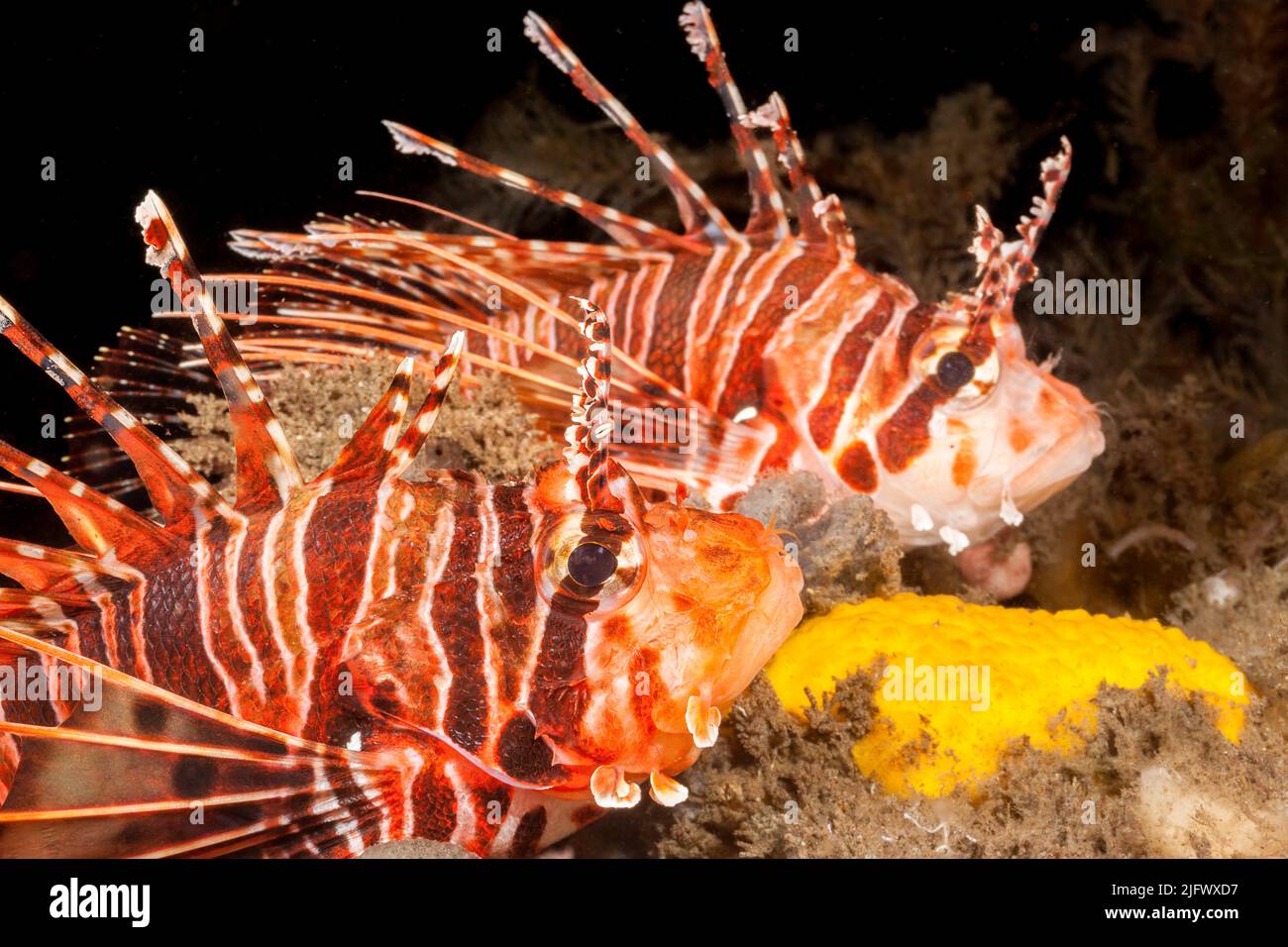 The toxic spines of these spotfin lionfish, Pterois antennata, are to be avoided, Philippines. Stock Photo