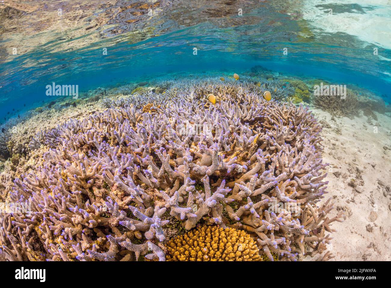 A shallow water hard coral reef scene off the island of Kadavu, Fiji. Stock Photo