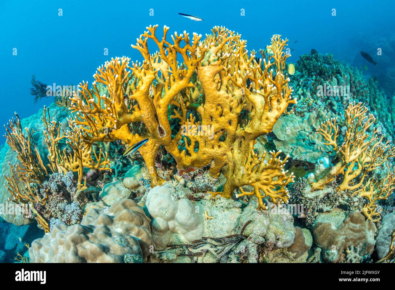 Fire coral, Millepora dichotoma, are similar to coral but are not true corals. They are instead more closely related to hydrozoans, making them hydroc Stock Photo