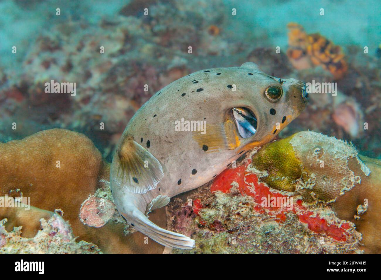 A blackspotted puffer or dog-faced puffer, Arothron nigropunctatus, Malaysia. Here it is getting its gills meticulously inspected by a cleaner wrasse, Stock Photo