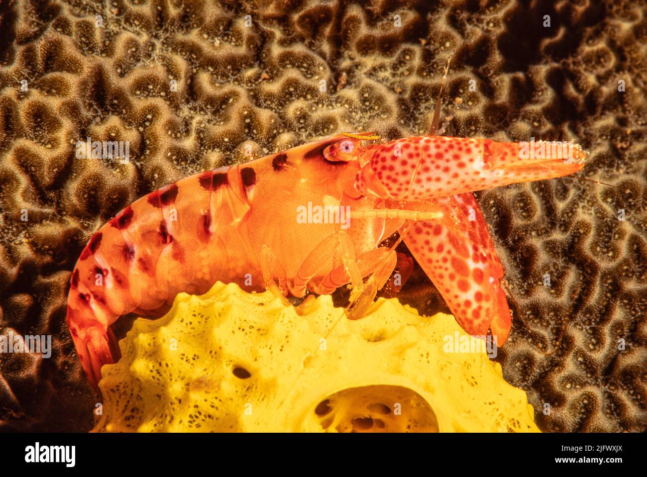 Alpheid shrimps hires stock photography and images Alamy