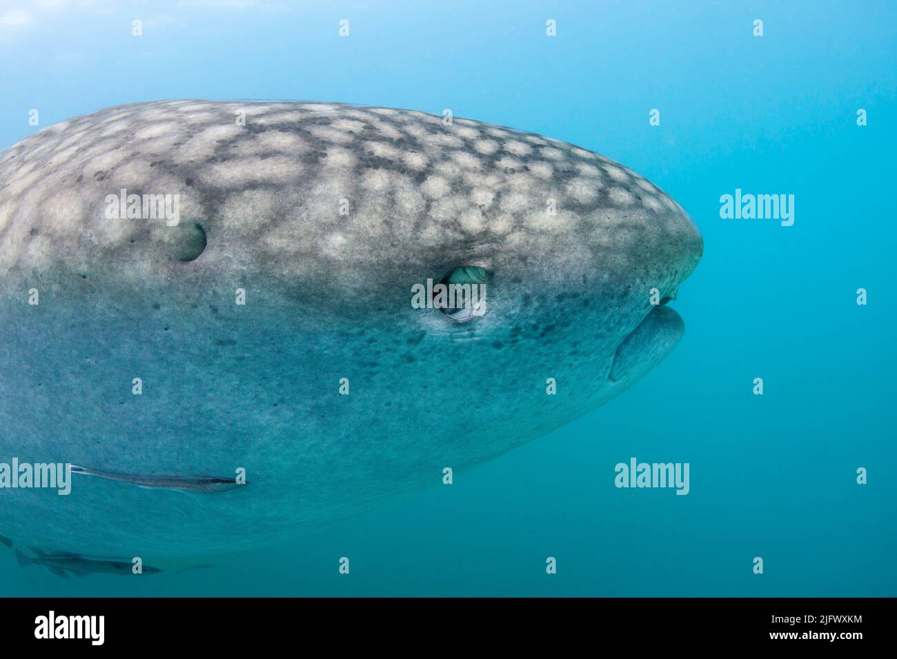Many sharks have a third eyelid or nictitating membrane to cover and protect their eyes. Whale sharks, Rhiniodon typus, eyes, on the other hand, roll Stock Photo