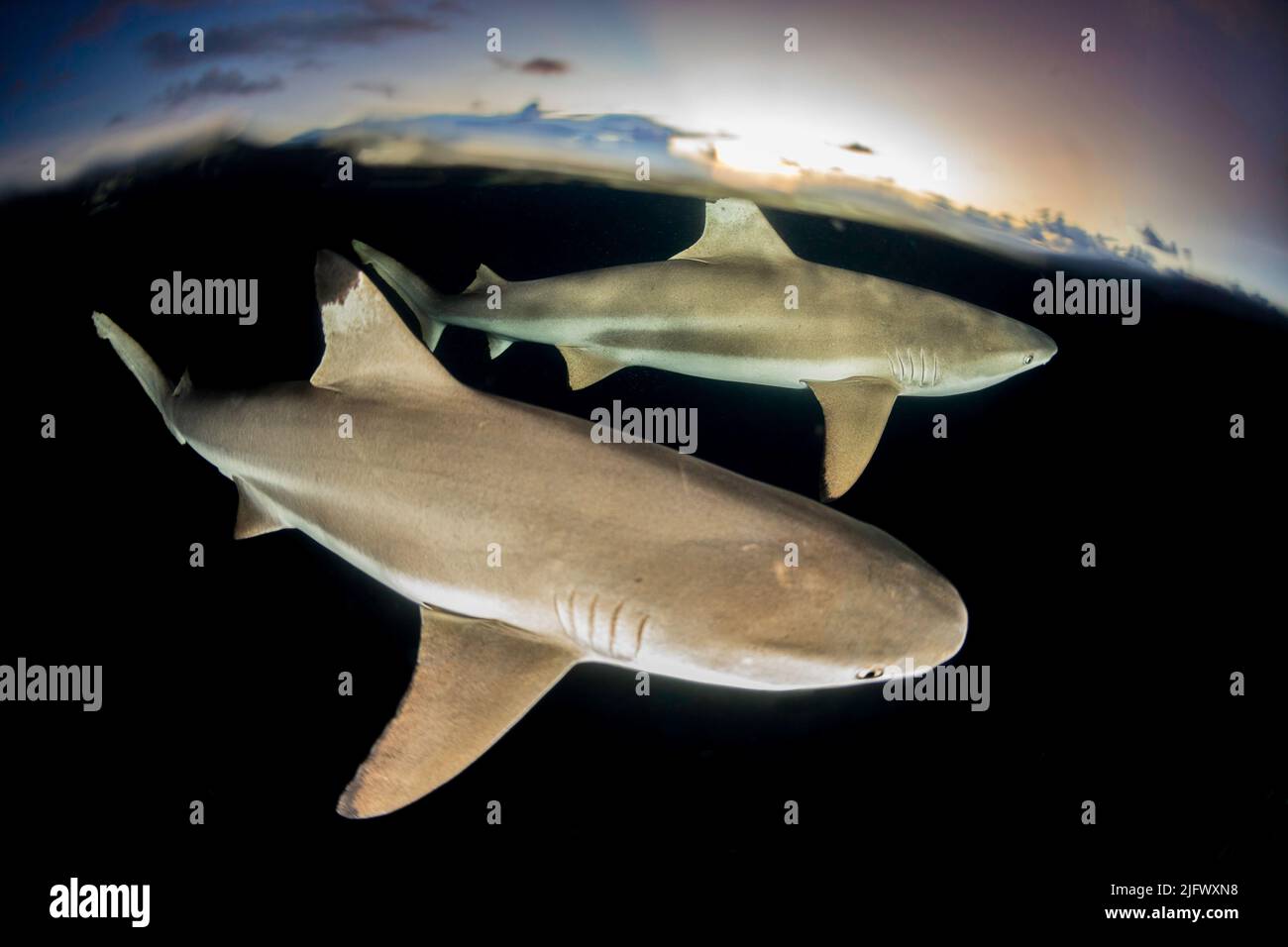 A split image of blacktip reef sharks, Carcharhinus melanopterus, at the surface at dusk off the island of Yap, Micronesia. Stock Photo
