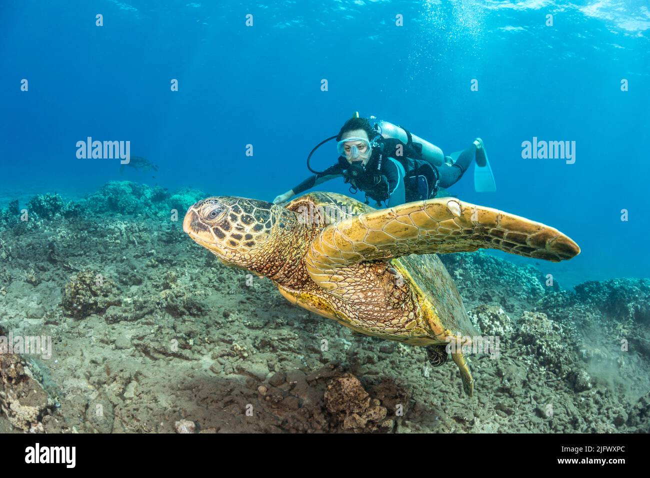 A diver (MR) and green sea turtle, Chelonia mydas, Hawaii. This angle shows the claw on the front fin used to hold onto a females shell when mating. Stock Photo
