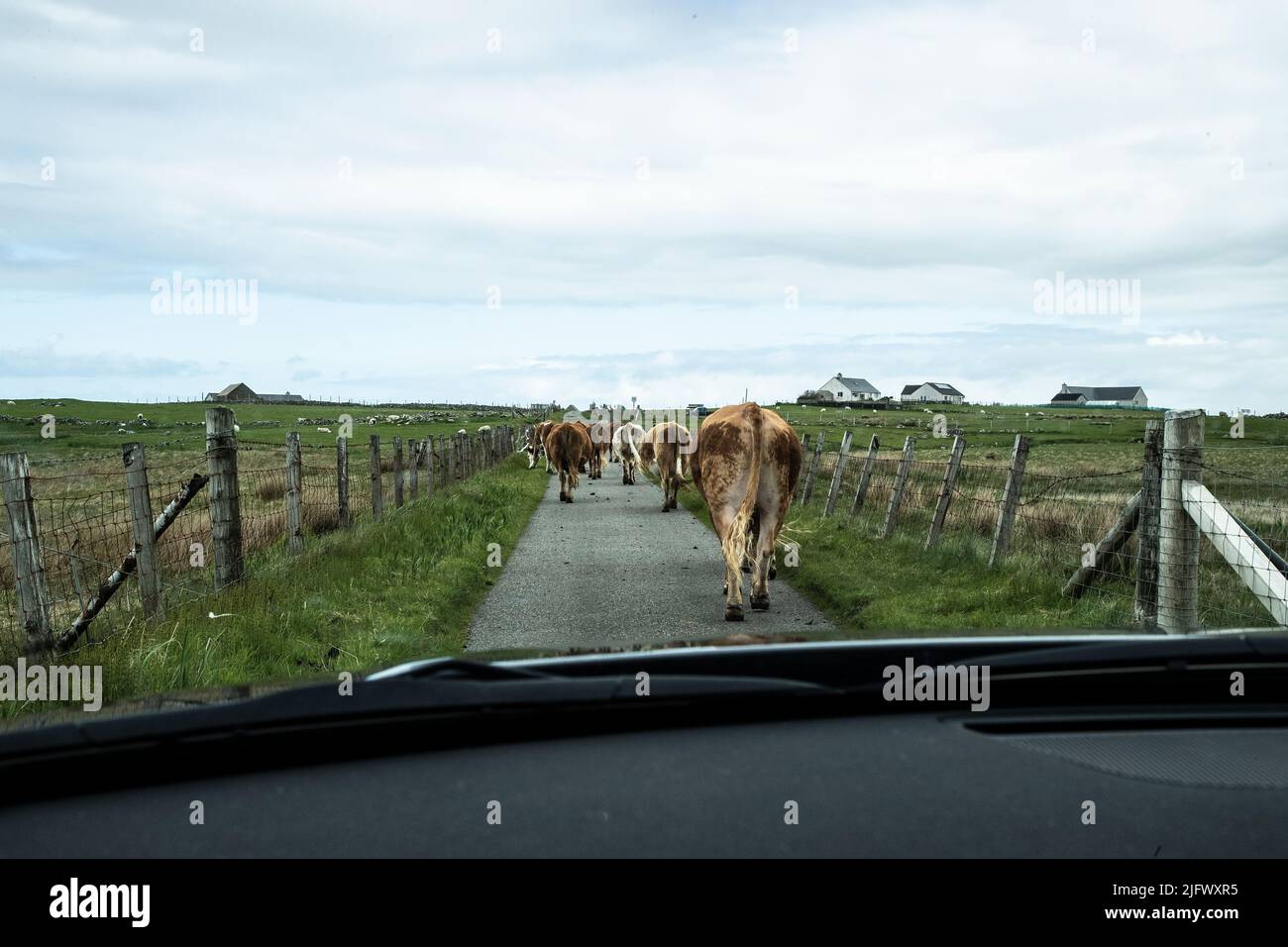 An unsupervised herd of cows block a narrow single carriageway road on the Isle of North Uist, Outer Hebrides holding up traffic. Stock Photo