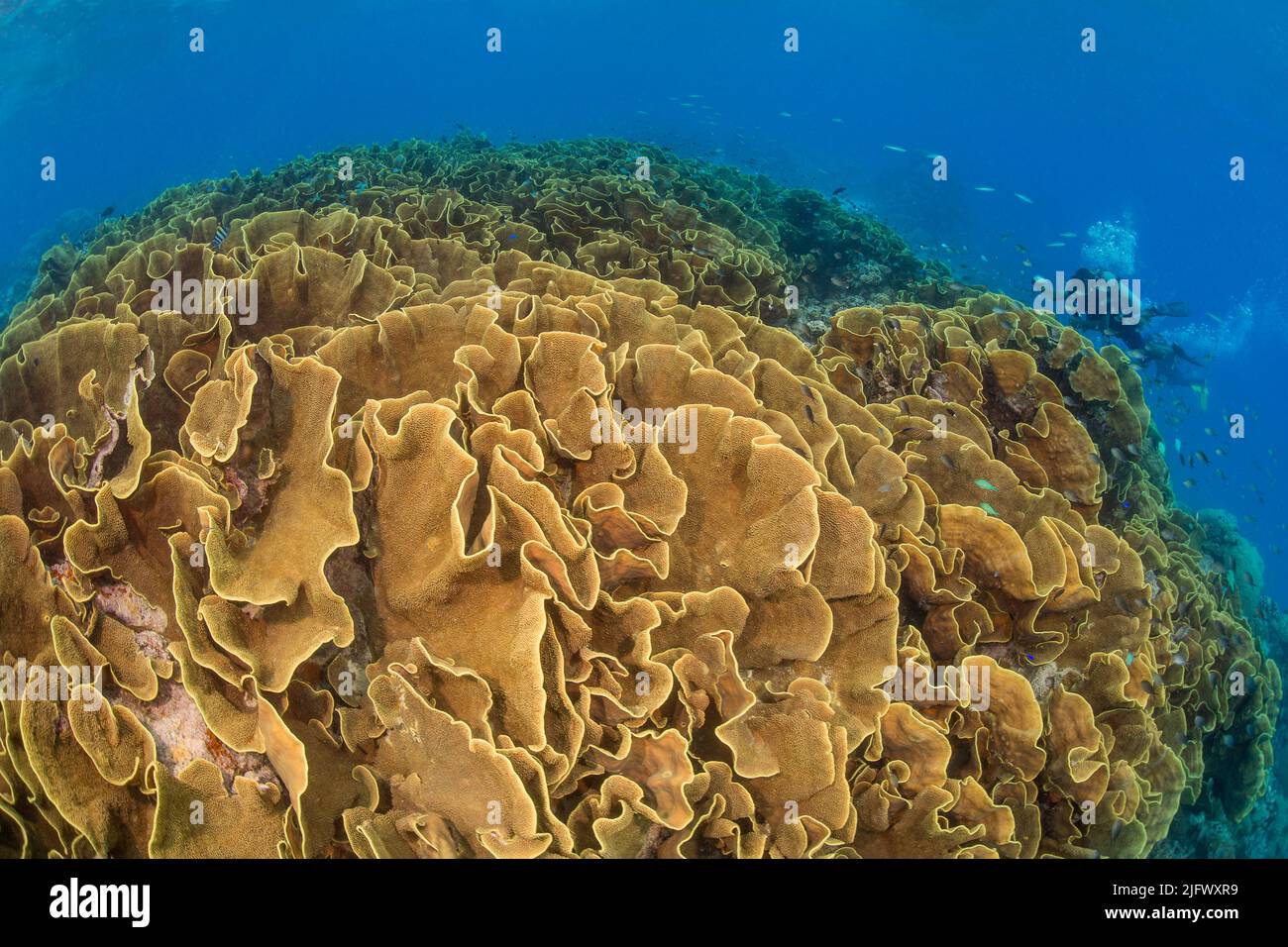 This substantial colony of lettuce coral, Turbinaria sp. forms a large section of the reef in shallow water in order to utilize as much sunlight as po Stock Photo