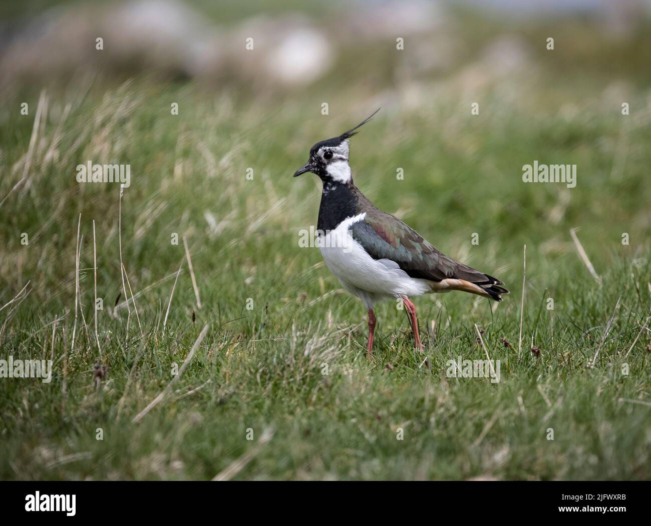 A close up in profile of an adult Lapwing Vanellus vanellus showing the splendid crest and varied colouration of the plumage on typical marsh habitat Stock Photo