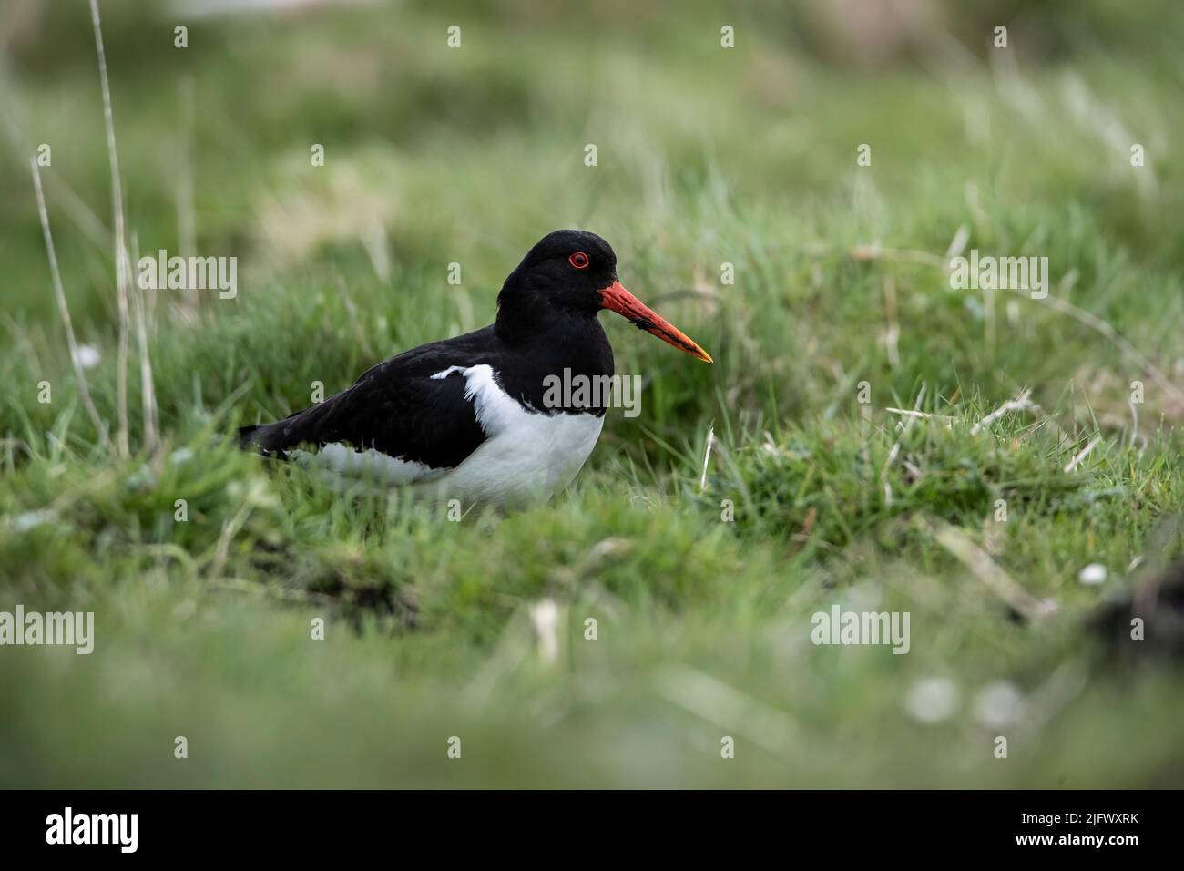 A close up profile of solitary adult Oystercatcher bird (Haematopus ostralegus) laying low in marshy grasslands on the Isle of North Uist, Scotland. Stock Photo