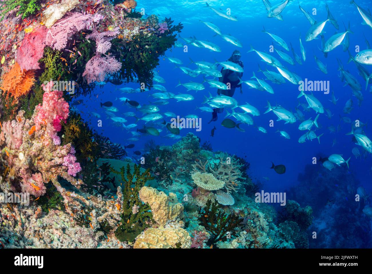 Diver (MR) alcyonarian coral and schooling bigeye jacks, Caranx sexfasciatus, Fiji. Stock Photo
