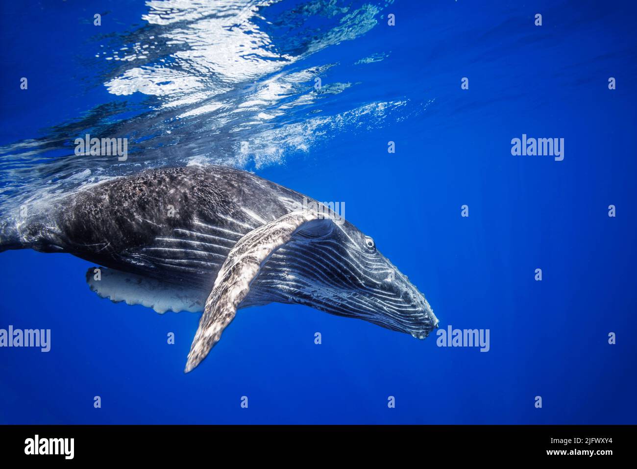 Baby and adult humpback whale hi-res stock photography and images - Alamy