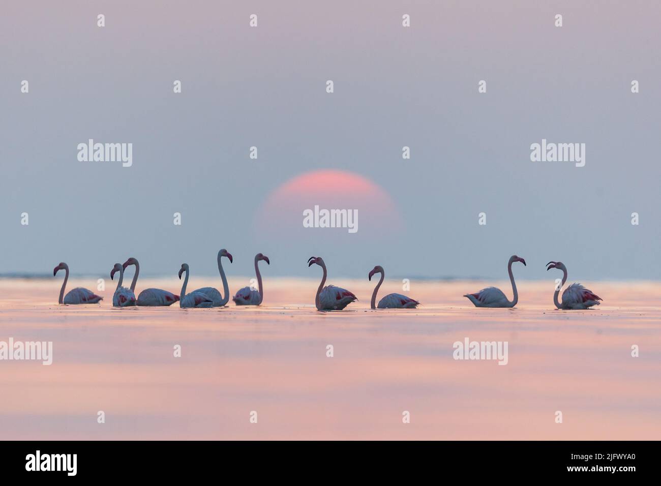 Greater flamingos at sunrise, Askar, Bahrain Stock Photo