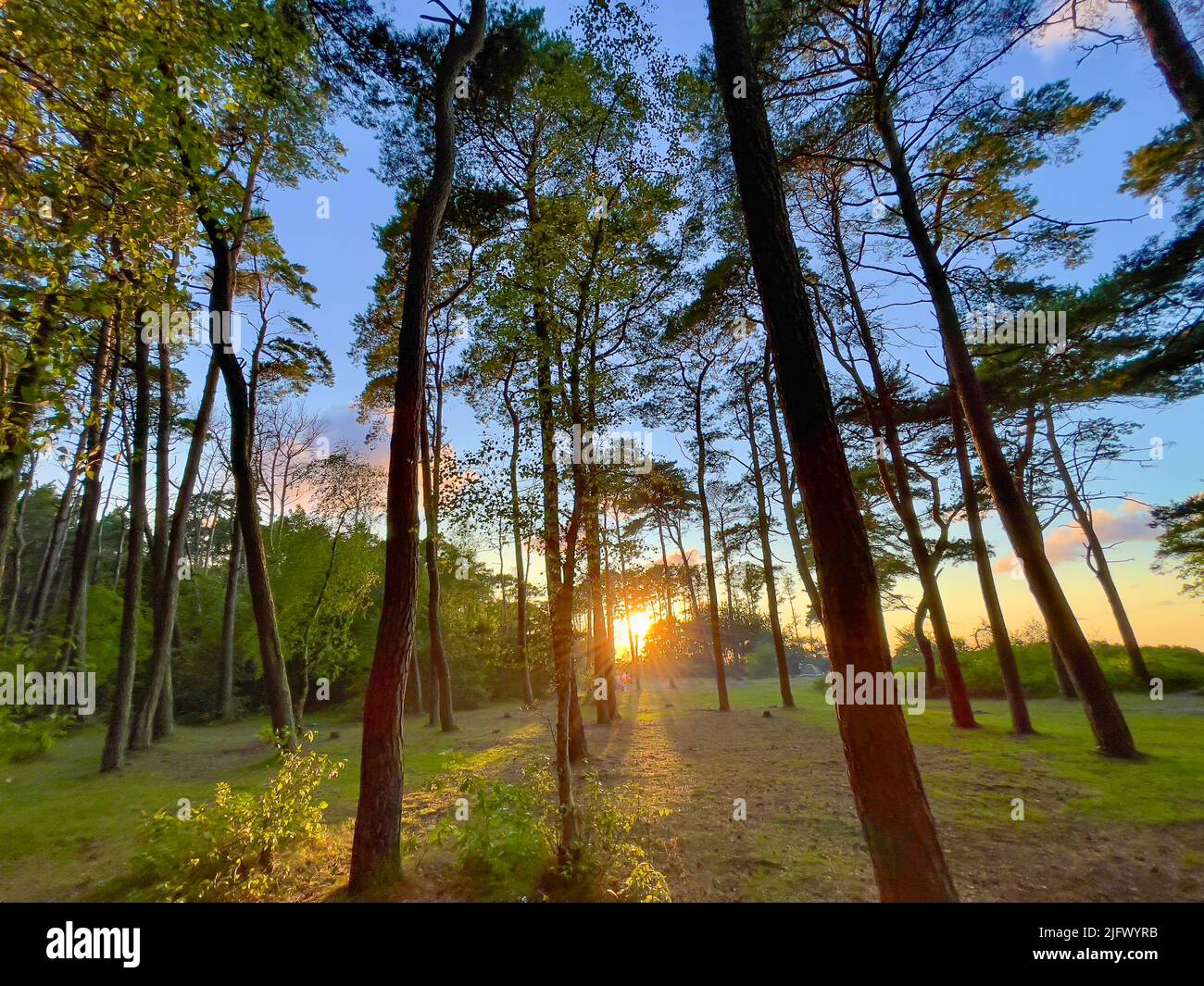 Thin trees at sunset in nature Stock Photo Alamy